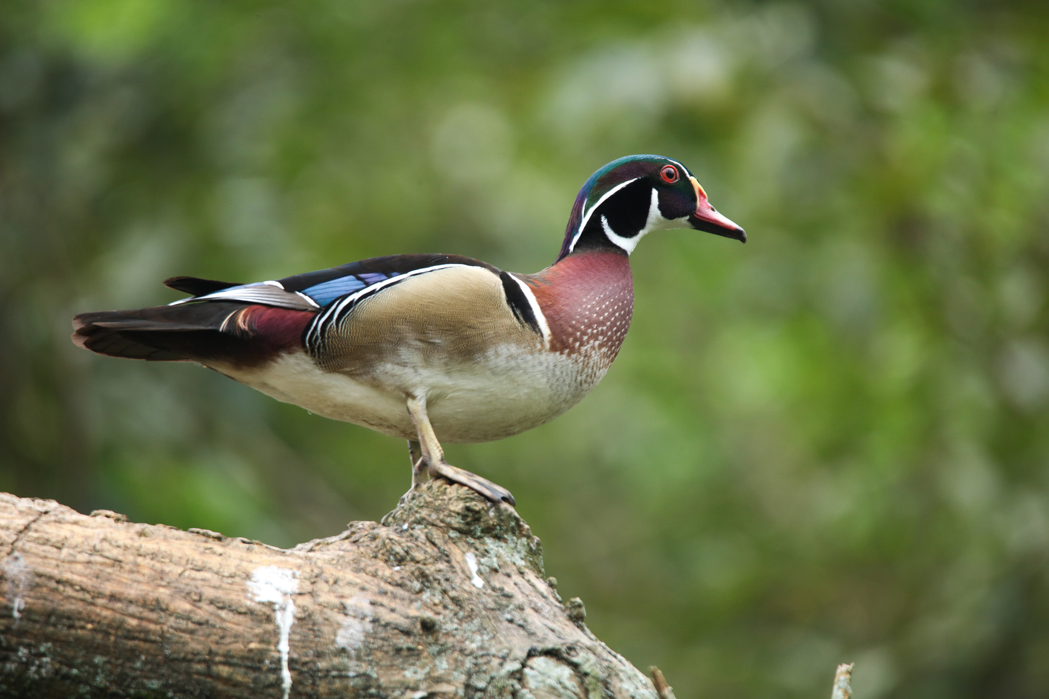 Tamron SP 150-600mm F5-6.3 Di VC USD sample photo. Mandarin duck photography