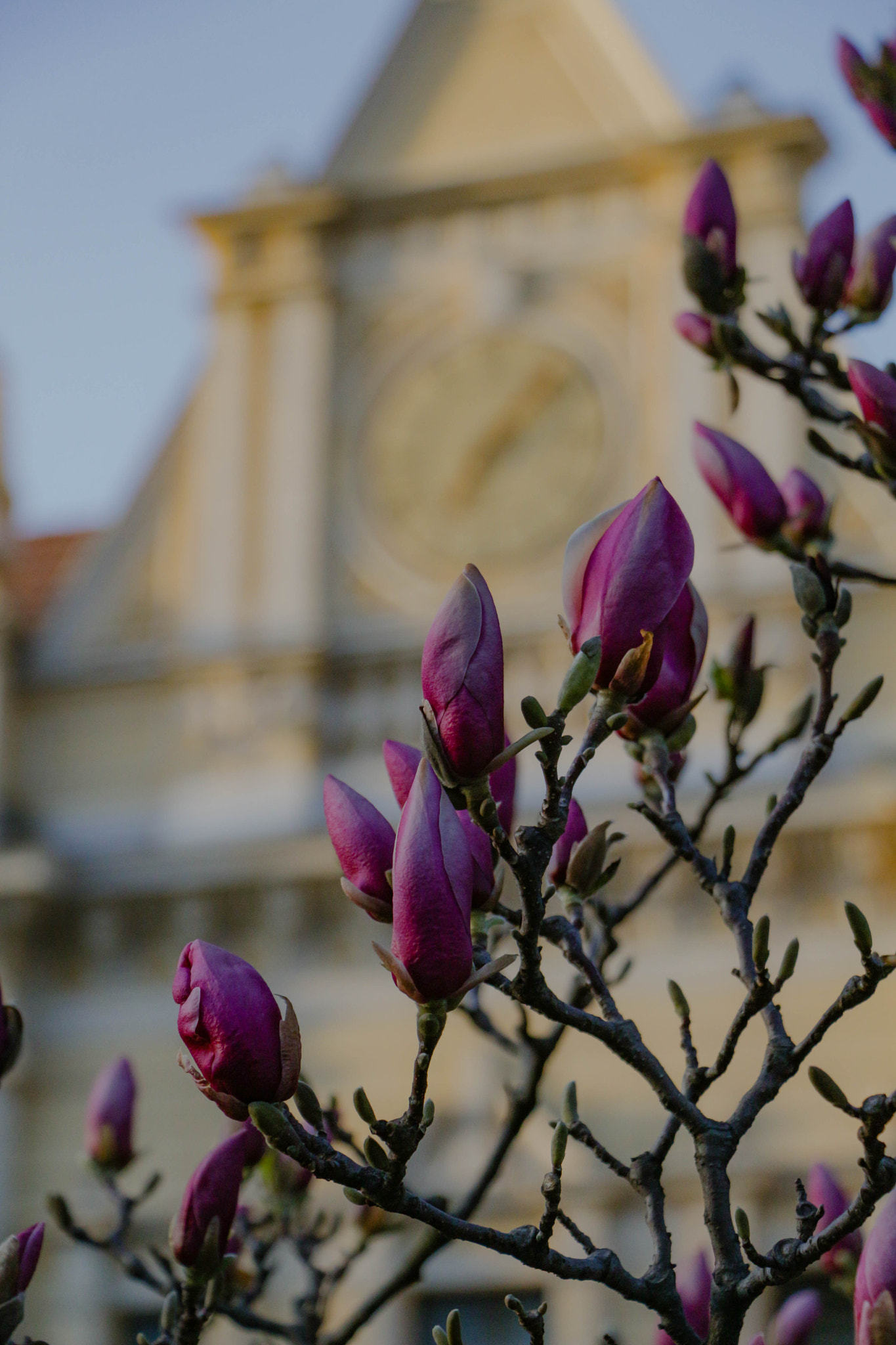 Canon EF-S 18-135mm F3.5-5.6 IS STM sample photo. Magnolias at dawn.jpg photography