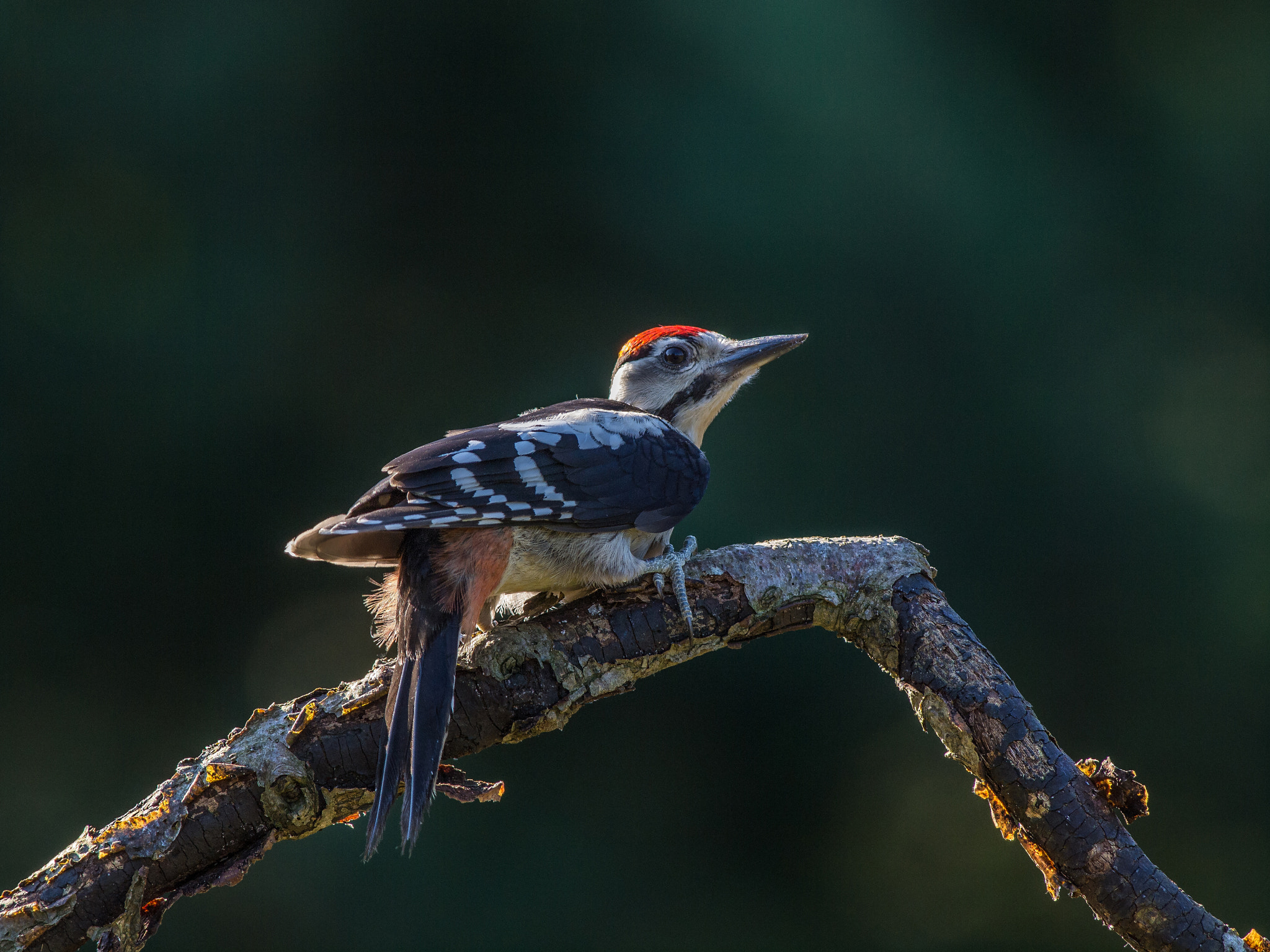 Olympus E-5 + OLYMPUS 300mm Lens sample photo. Great spotted woodpecker photography