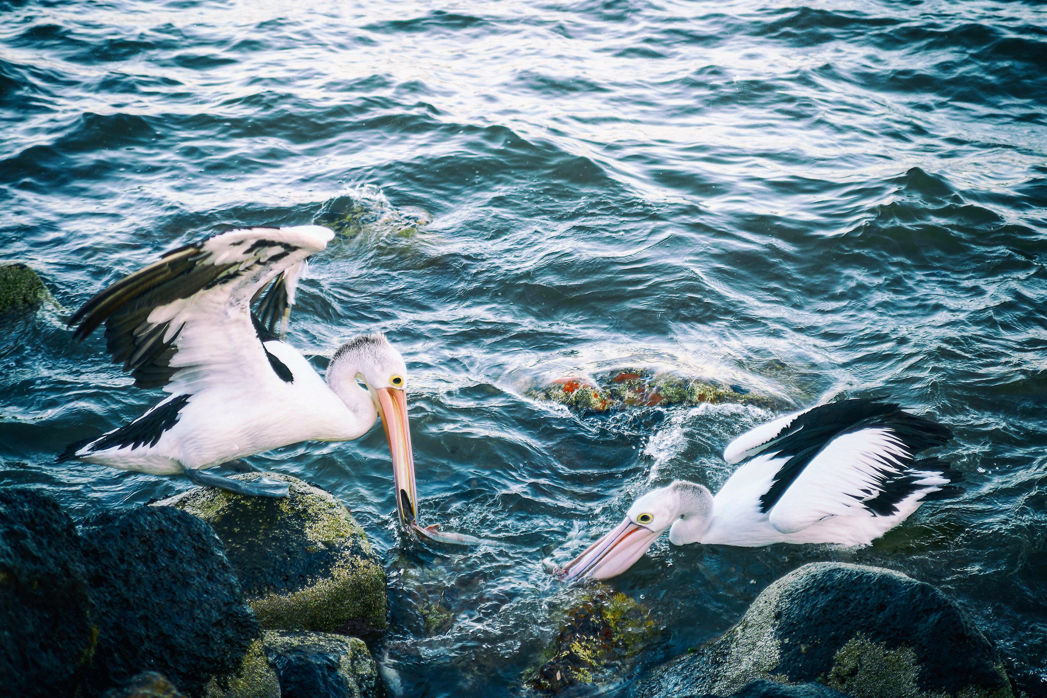 E 35mm F2 sample photo. Pelicans feeding photography