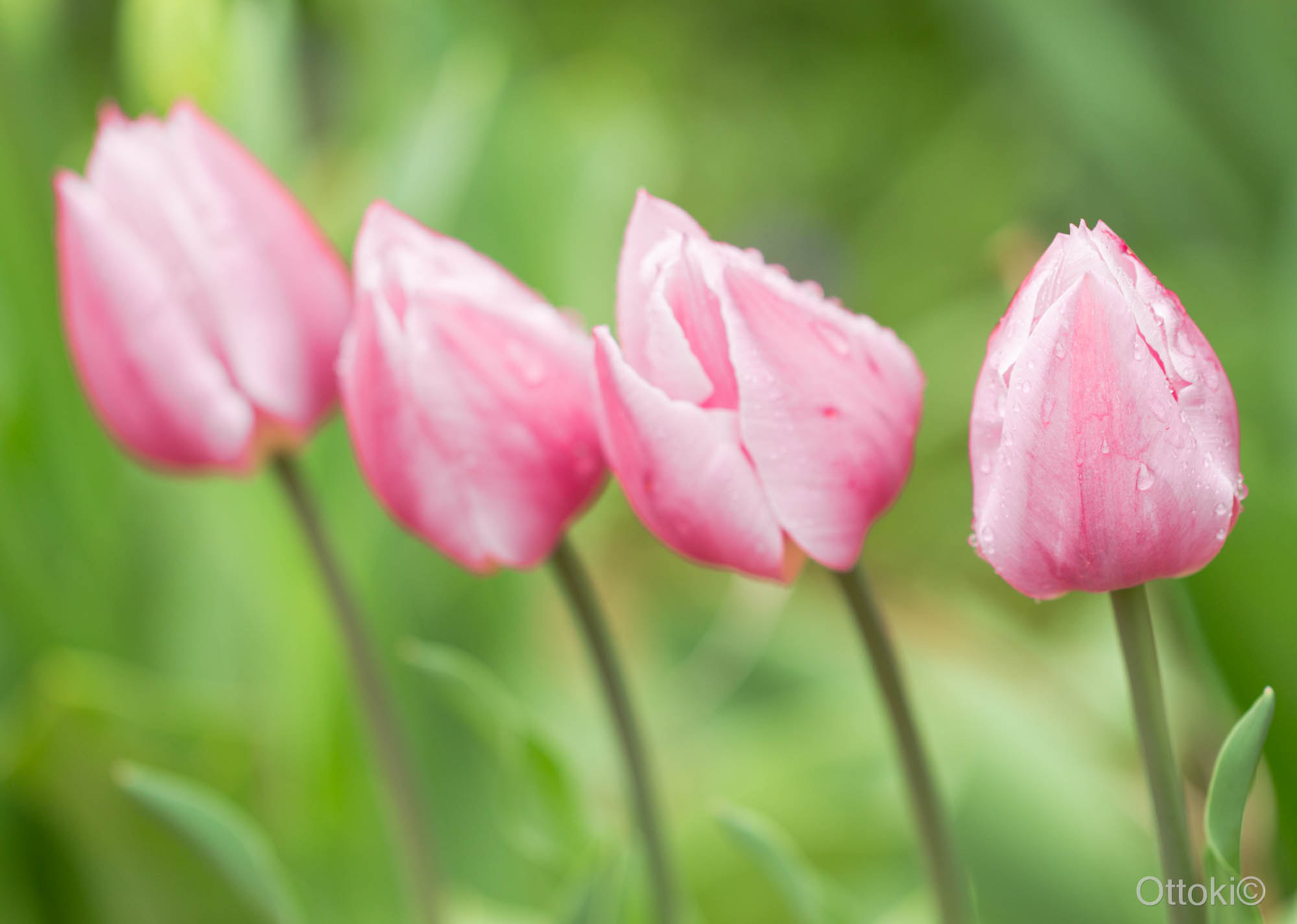 Canon EOS 100D (EOS Rebel SL1 / EOS Kiss X7) + Canon EF 100mm F2.8L Macro IS USM sample photo. C'est le printemps / it's springtime photography