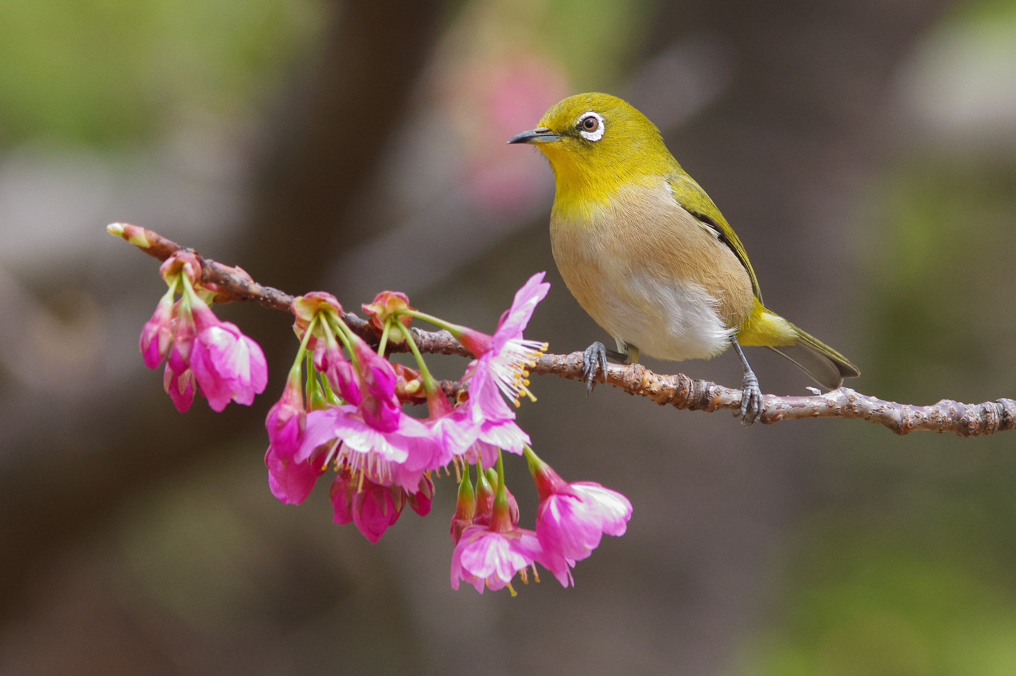 Pentax K-3 sample photo. メジロ white eye photography