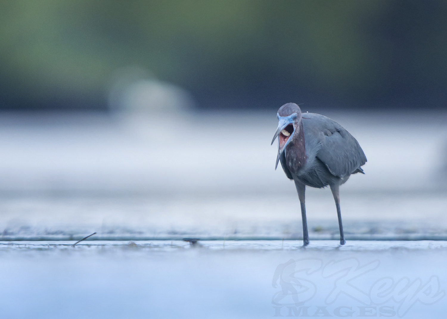 Nikon D7200 + Sigma 500mm F4.5 EX DG HSM sample photo. Little gulp (little blue heron) photography