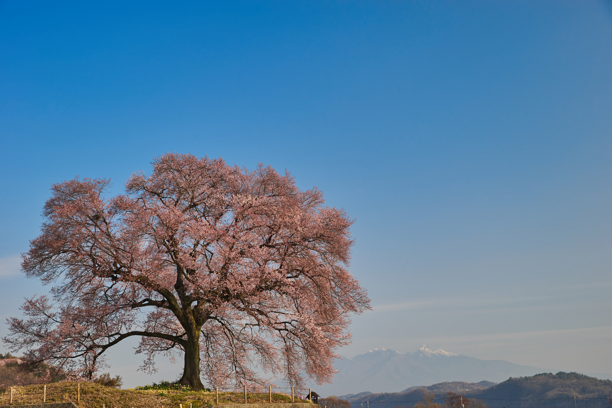 24-70mm F2.8 OSS sample photo. Japanese cherry tree is very beautiful photography