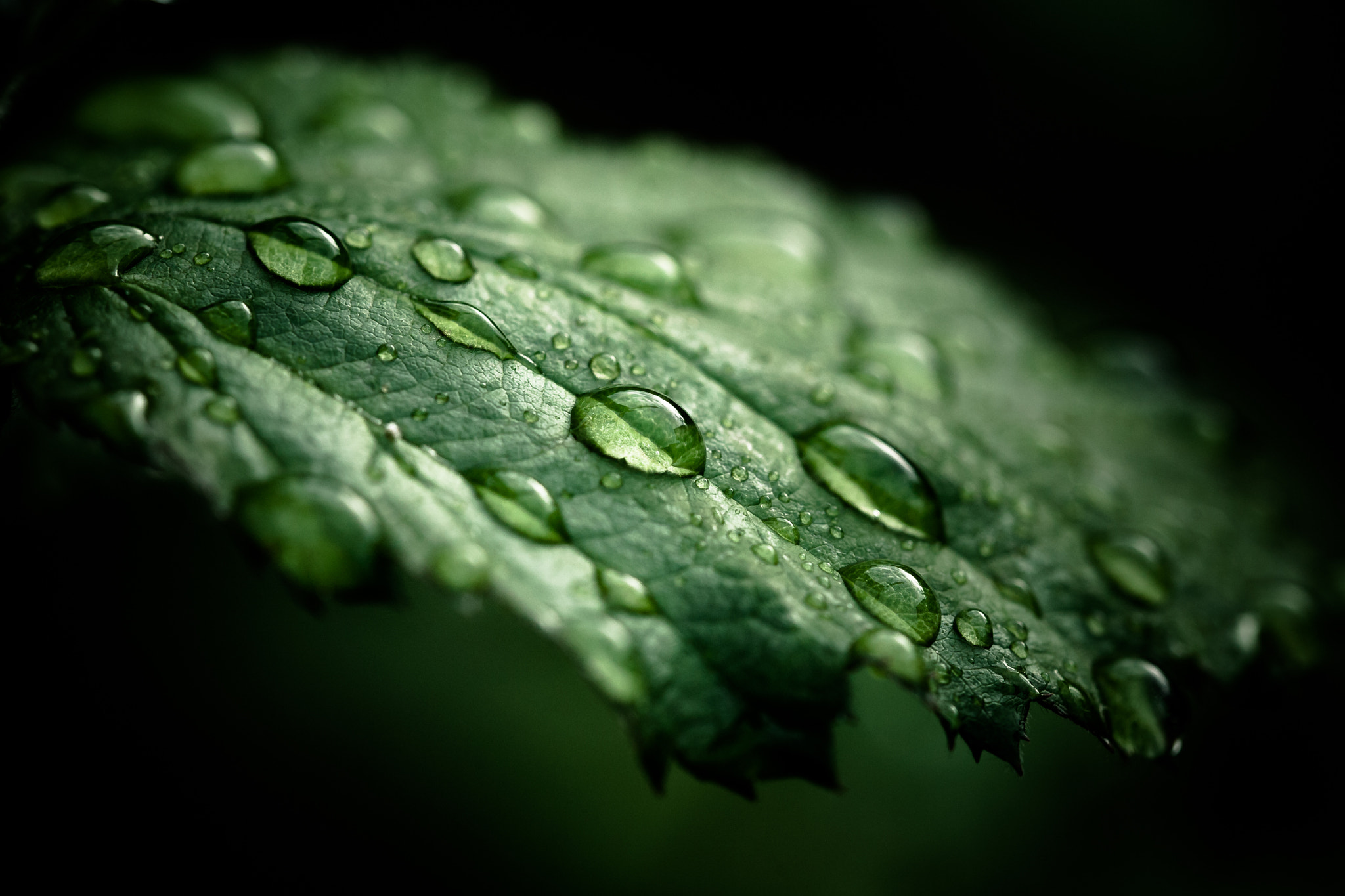 Canon EOS 5D + Canon EF 100mm F2.8L Macro IS USM sample photo. Waterdrops photography