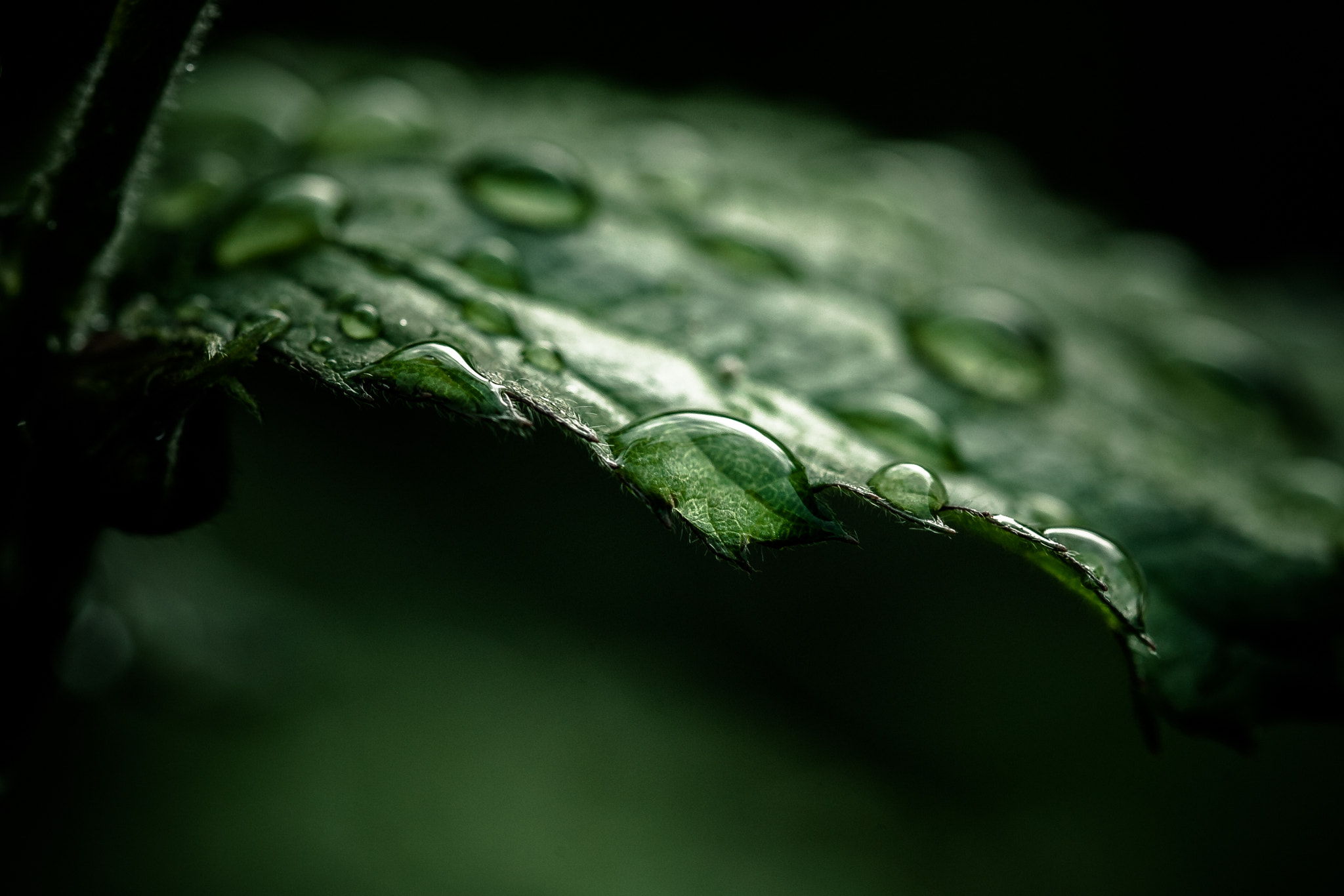Canon EOS 5D + Canon EF 100mm F2.8L Macro IS USM sample photo. Waterdrops photography