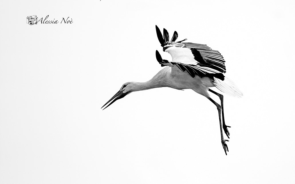 Nikon D300 + Nikon AF-S Nikkor 300mm F4D ED-IF sample photo. Lightweight and silent flying photography