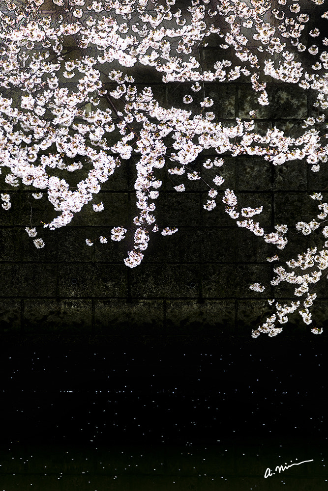 Canon EOS M3 sample photo. Cherry tree ii photography