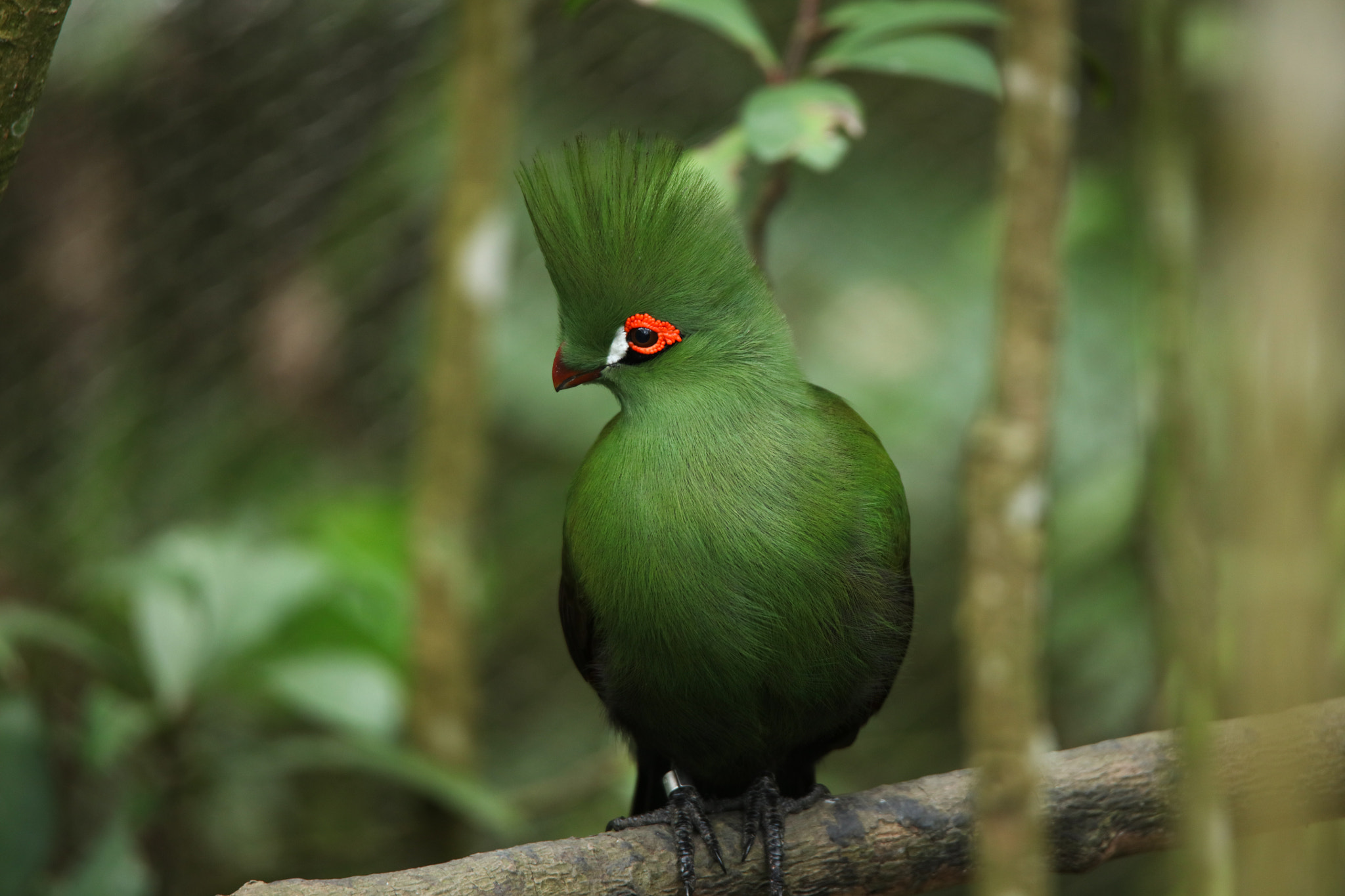 Tamron SP 150-600mm F5-6.3 Di VC USD sample photo. Green and red photography