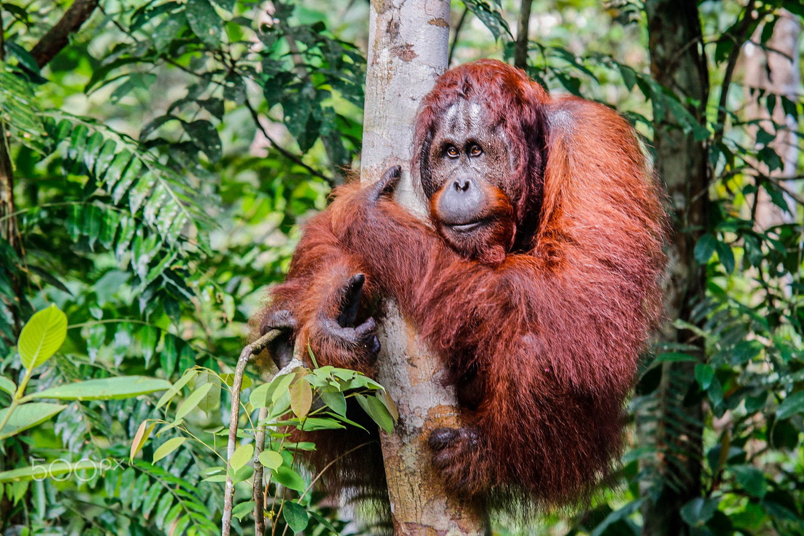 Canon 70-200mm sample photo. Orangutan in the rainforest photography