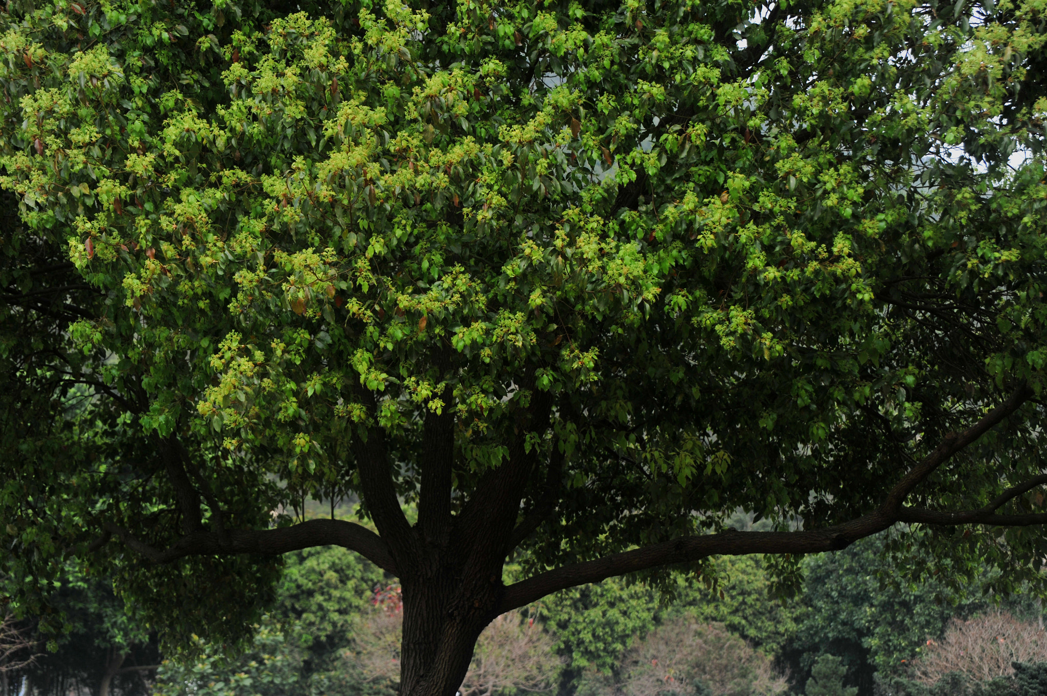 Nikon D3S sample photo. ...樹... photography