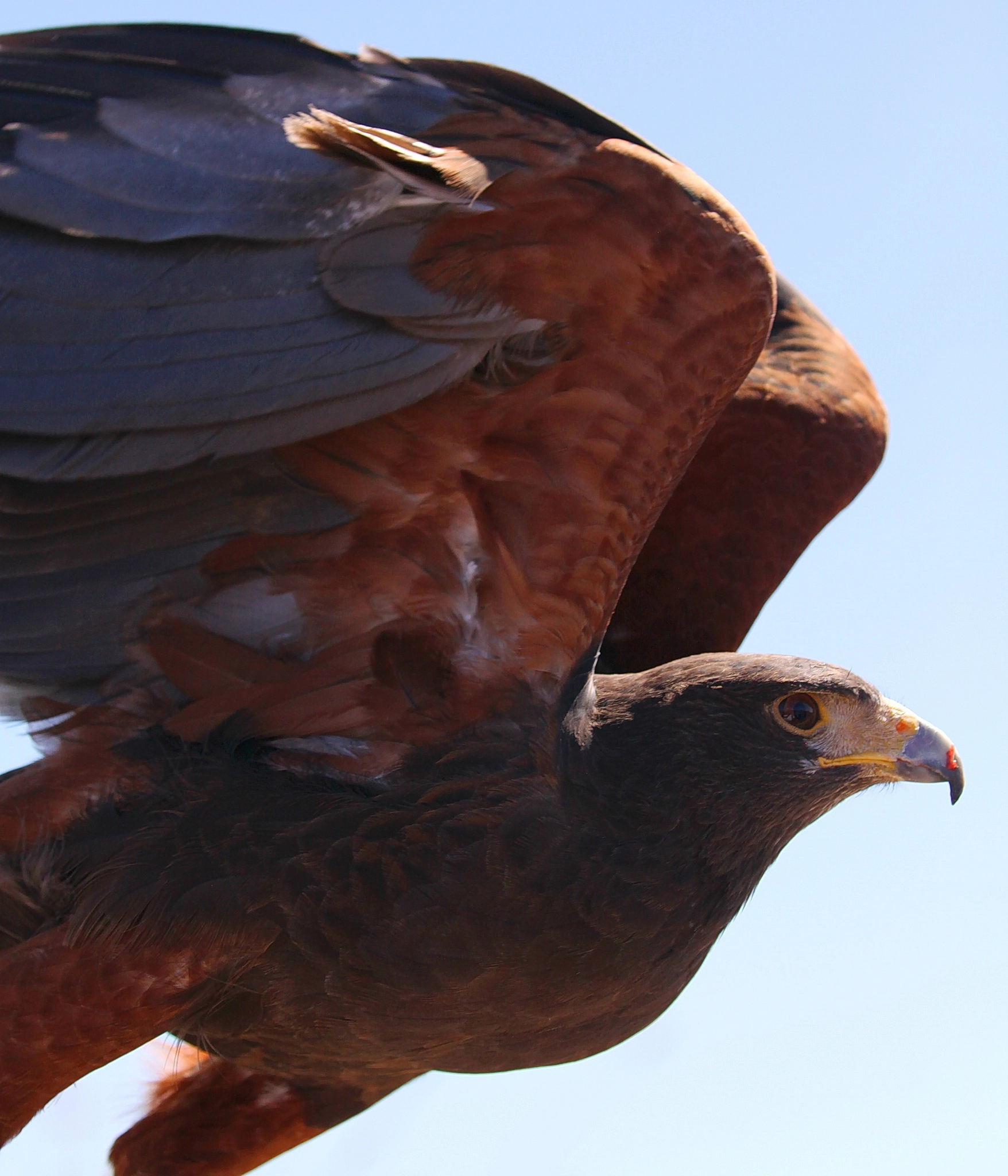 Canon EF 100-400mm F4.5-5.6L IS II USM sample photo. Harris hawk fly by photography