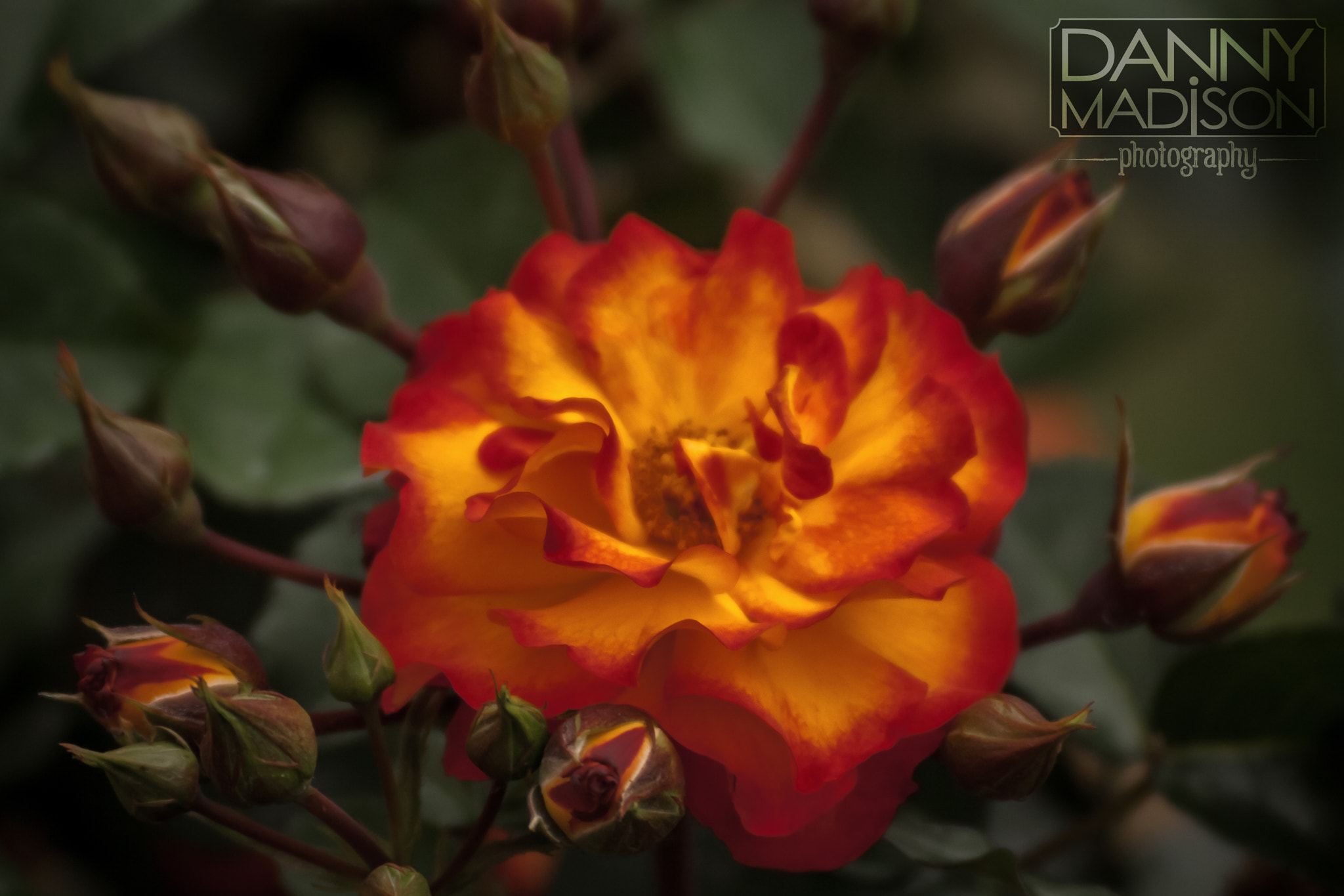 Canon EOS 1000D (EOS Digital Rebel XS / EOS Kiss F) + Canon EF 70-210mm f/4 sample photo. Bloodfire rose photography