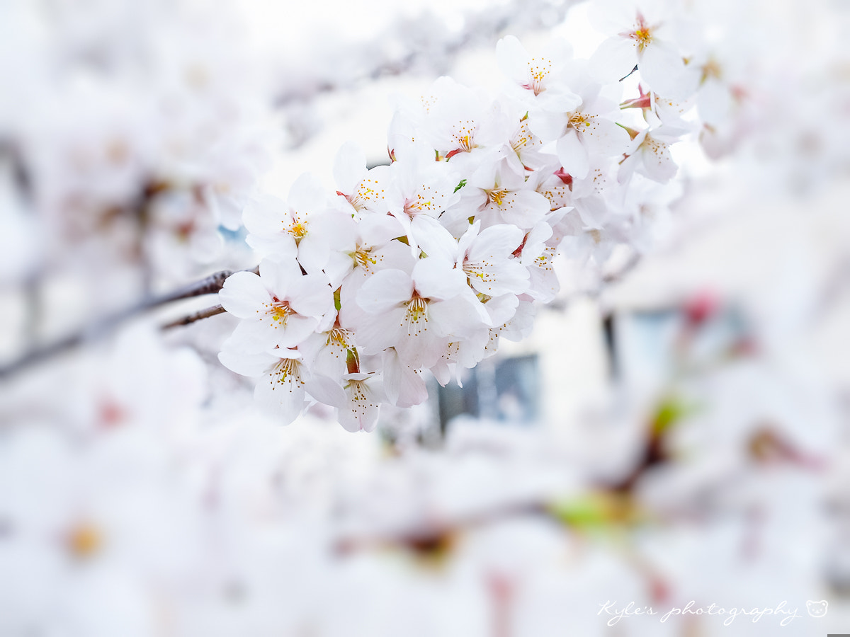 Olympus E-30 + Olympus Zuiko Digital 14-54mm F2.8-3.5 II sample photo. Pure photography