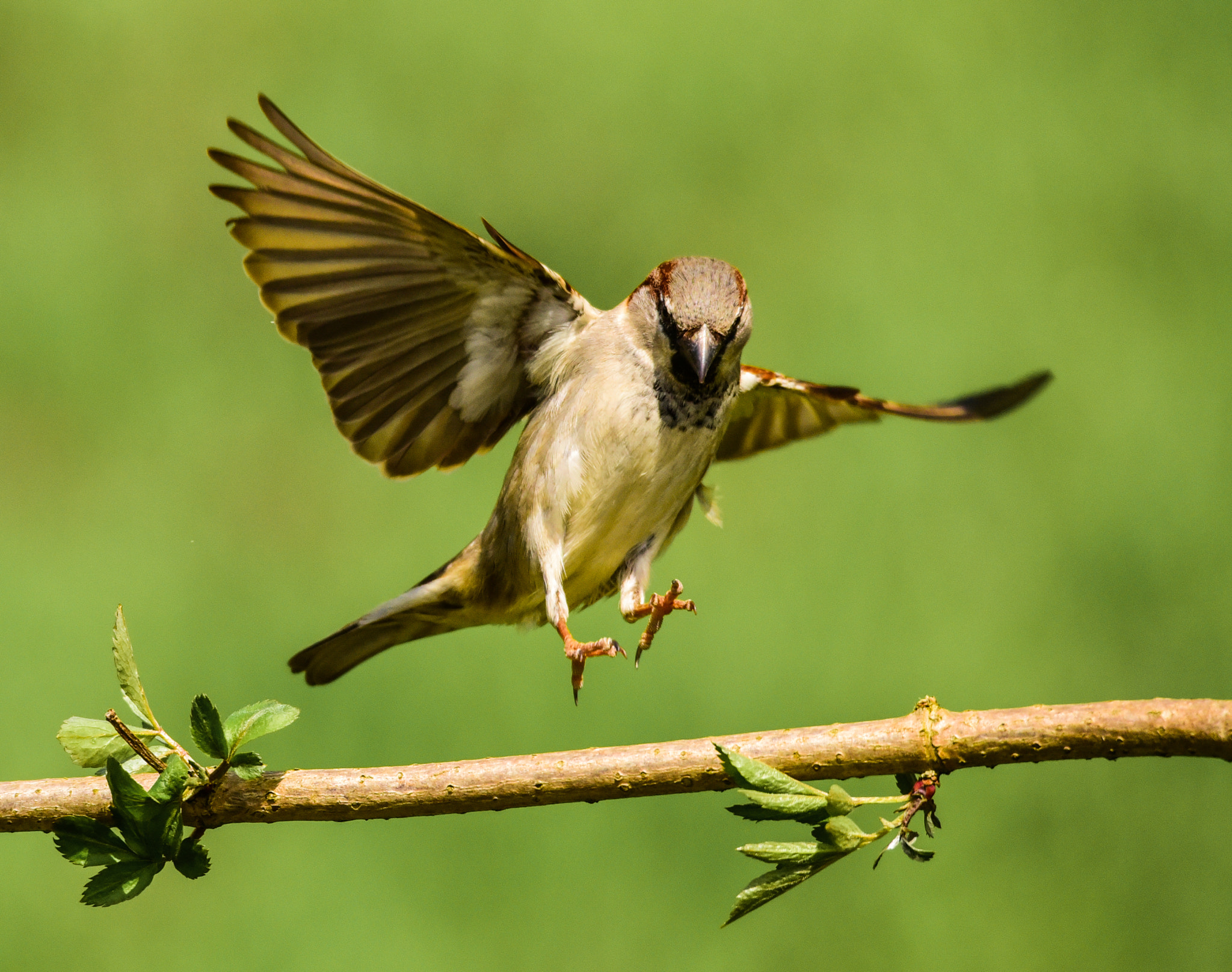 Sigma 120-400mm F4.5-5.6 DG OS HSM sample photo. Sparrow photography