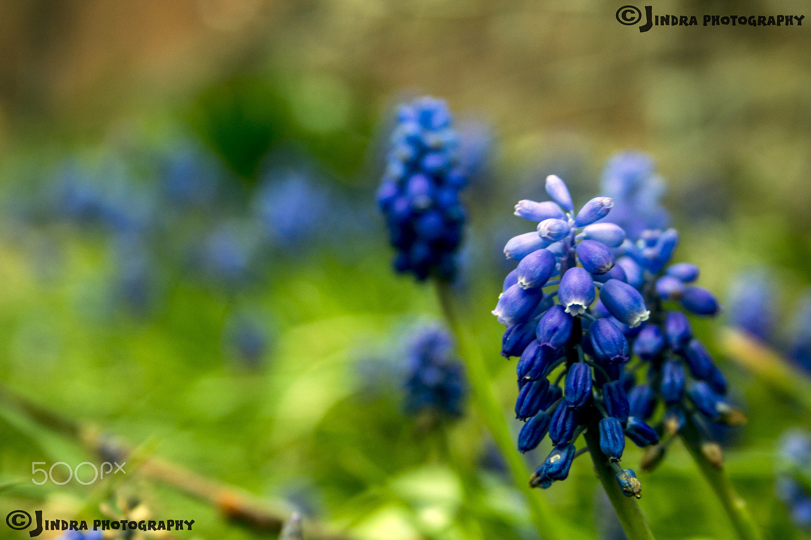 Canon EF-S 18-55mm F3.5-5.6 sample photo. Aston's spring photography