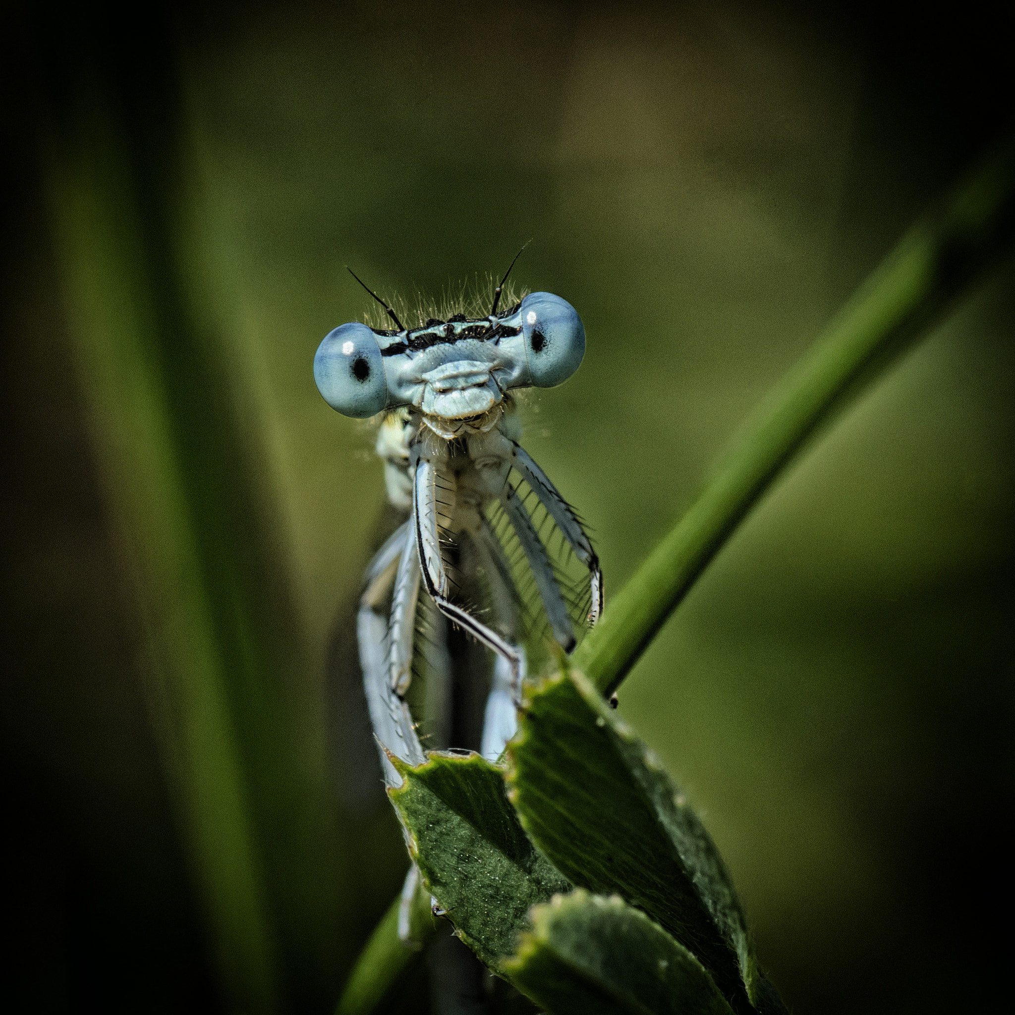 Pentax K-r + Tamron SP AF 90mm F2.8 Di Macro sample photo. Кто кого... photography