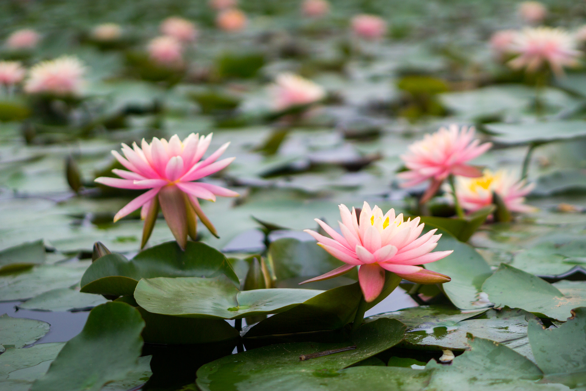 Sony a5100 + E 50mm F1.8 OSS sample photo. Lotus photography