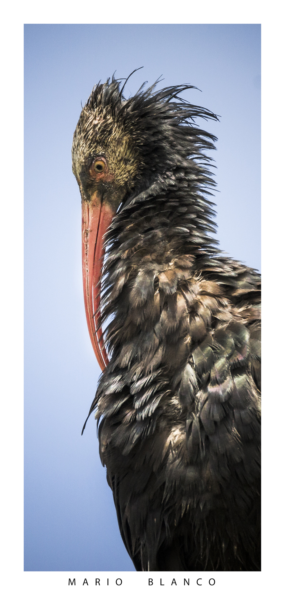 Tamron SP 150-600mm F5-6.3 Di VC USD sample photo. Northern bald ibis portrait photography