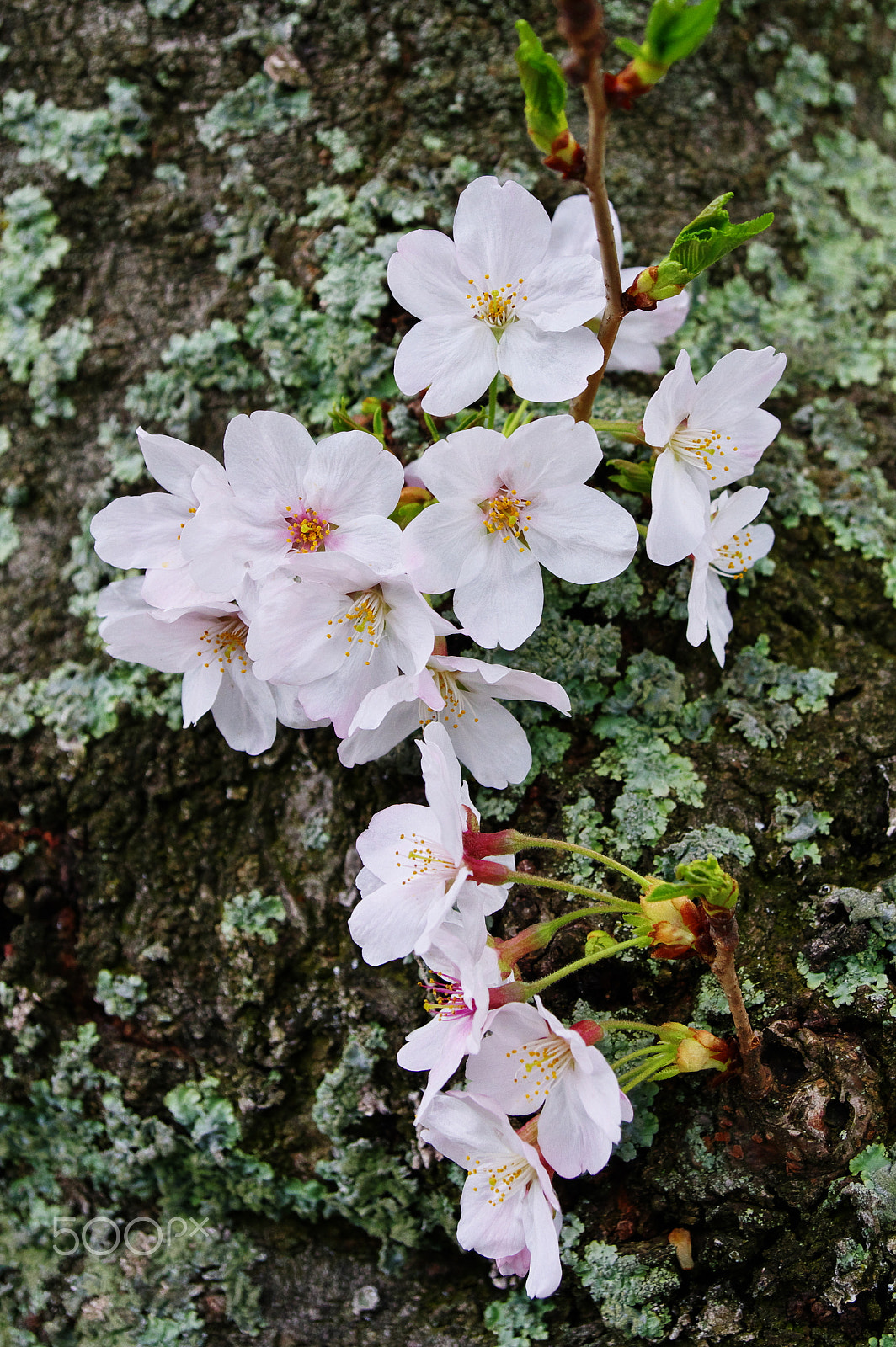 Pentax K-3 sample photo. Sakura trunk photography
