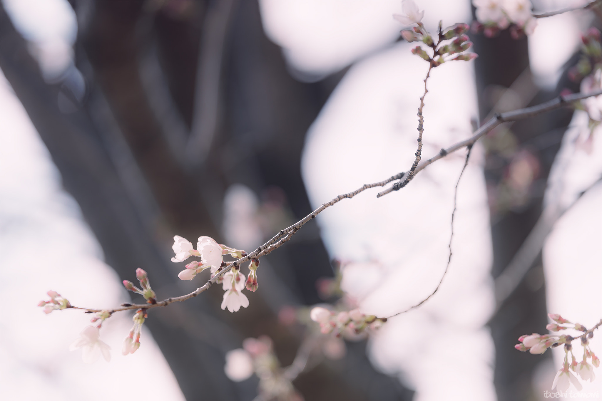 Tamron SP 70-200mm F2.8 Di VC USD sample photo. Spring temptation photography