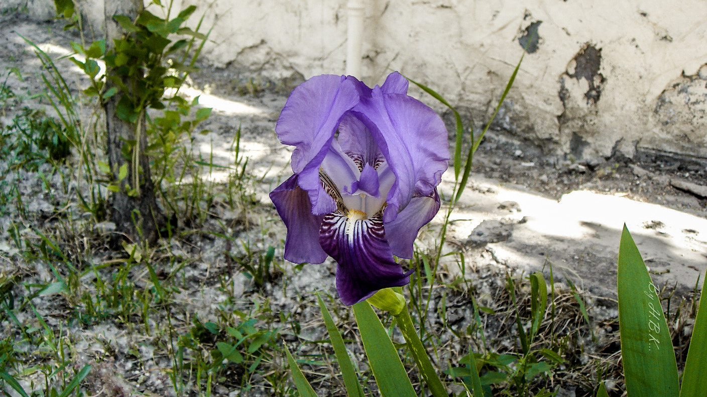 Sony DSC-T9 sample photo. 10 years ago,shot photography