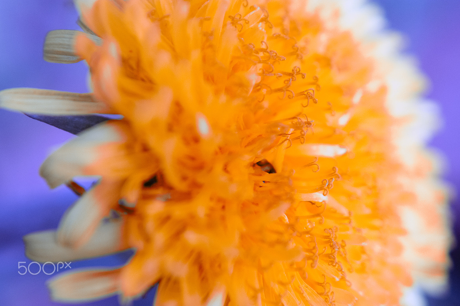 Samsung NX 20-50mm F3.5-5.6 ED sample photo. Flower photography