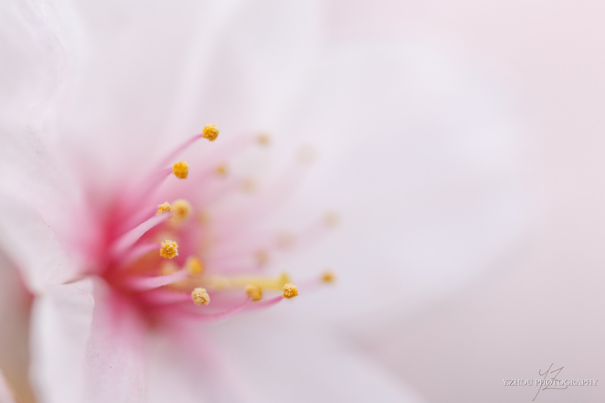 Canon EOS 60D + Sigma 50mm f/2.8 EX sample photo. Cherry blossom photography