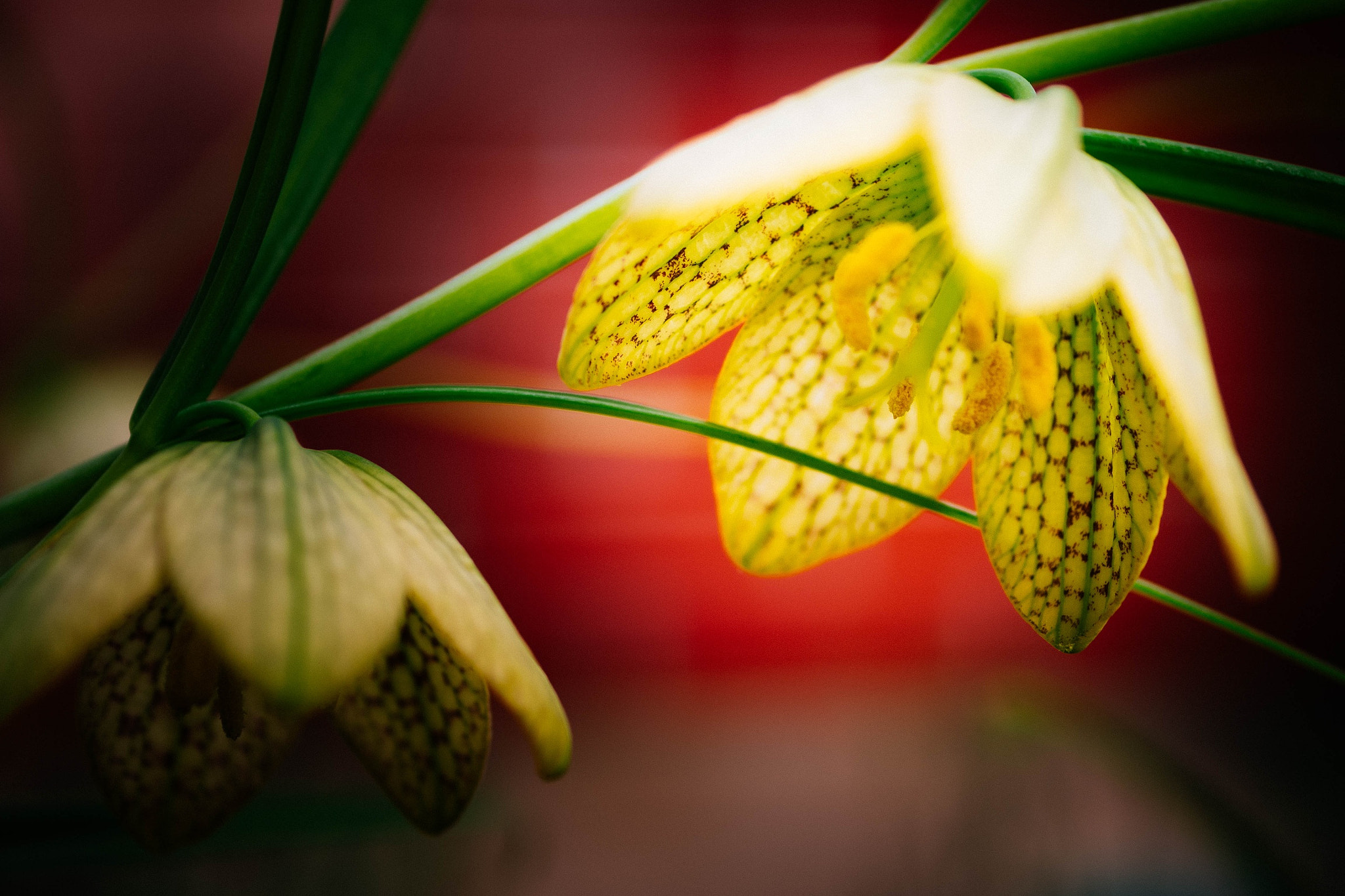 Olympus OM-D E-M1 + Panasonic Lumix G Macro 30mm F2.8 ASPH Mega OIS sample photo. Fritillaria verticillata photography