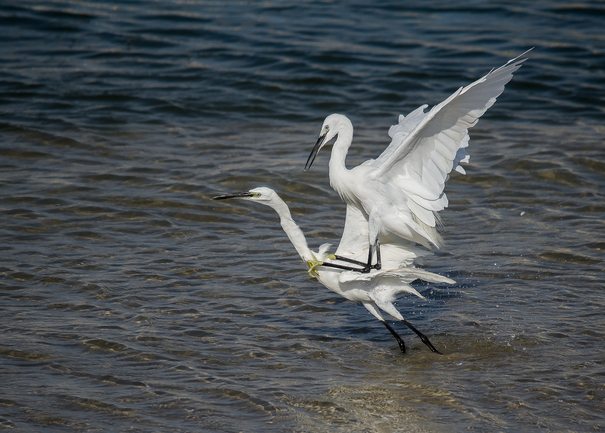 Sigma 120-400mm F4.5-5.6 DG OS HSM sample photo. Couple in action photography