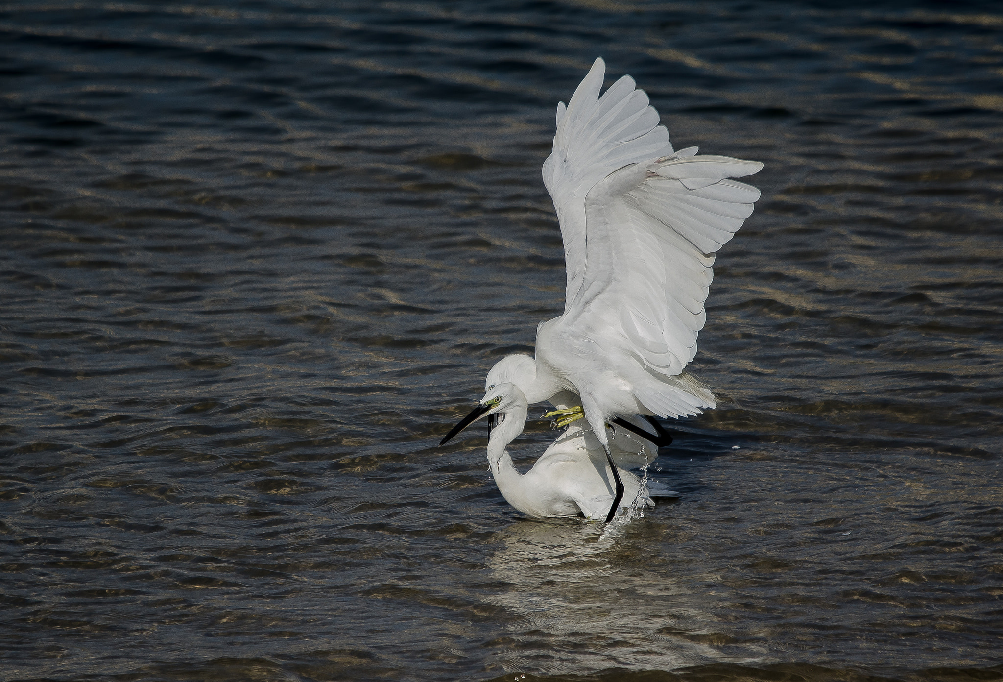 Sigma 120-400mm F4.5-5.6 DG OS HSM sample photo. Couple in action photography