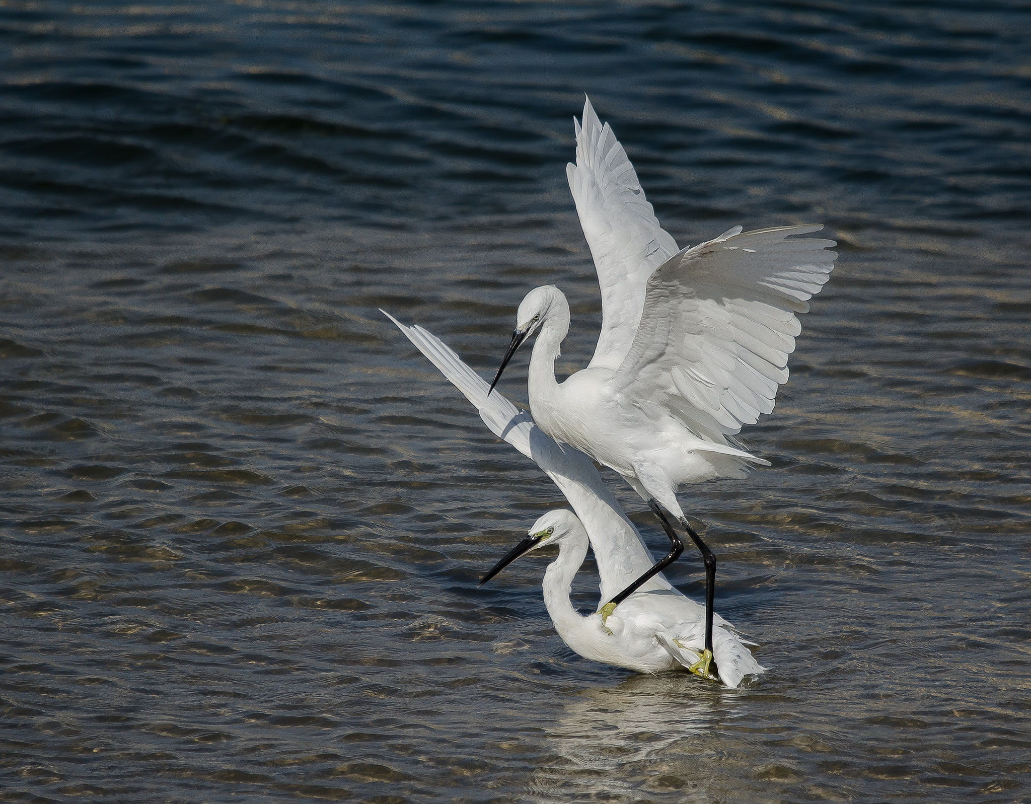 Sigma 120-400mm F4.5-5.6 DG OS HSM sample photo. Couple in action photography