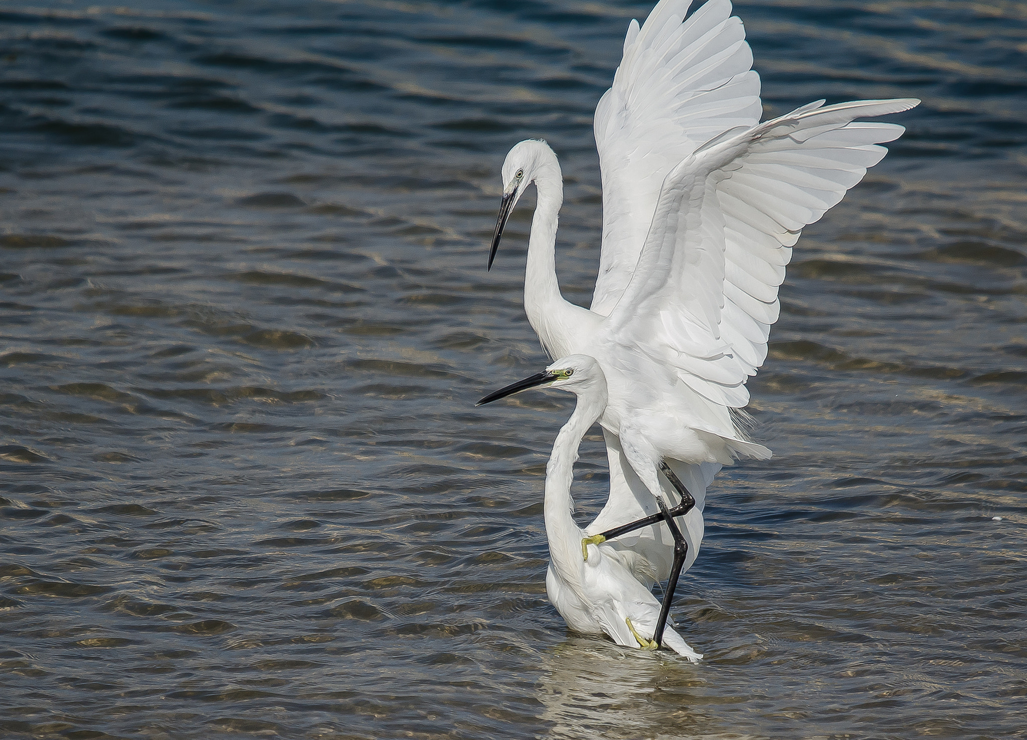 Sigma 120-400mm F4.5-5.6 DG OS HSM sample photo. Couple in action photography