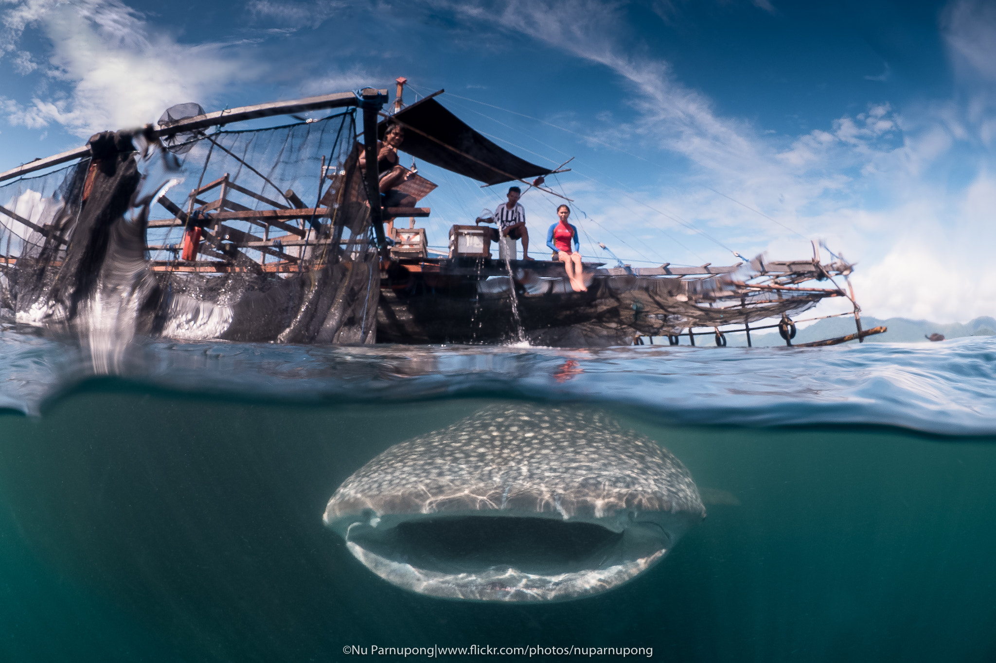 Panasonic Lumix DMC-GH4 + LUMIX G FISHEYE 8/F3.5 sample photo. Gentle giant of cenderawasih bay photography