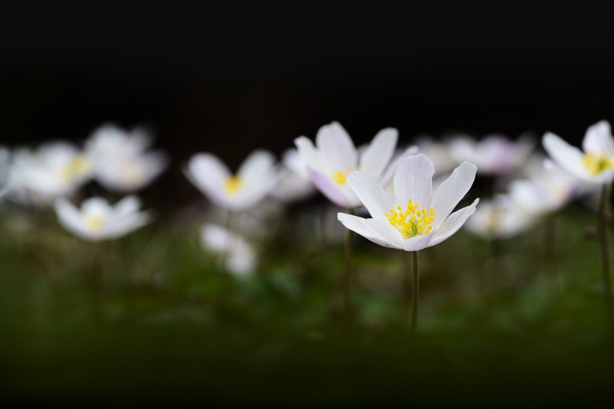 Nikon AF-S Nikkor 28-70mm F2.8 ED-IF sample photo. White wild flowers photography