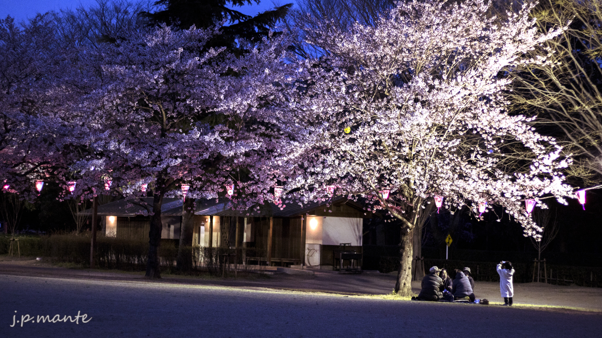 Canon EOS 760D (EOS Rebel T6s / EOS 8000D) + Canon EF 50mm F1.8 STM sample photo. A family spending quality time under a sakura tree... photography