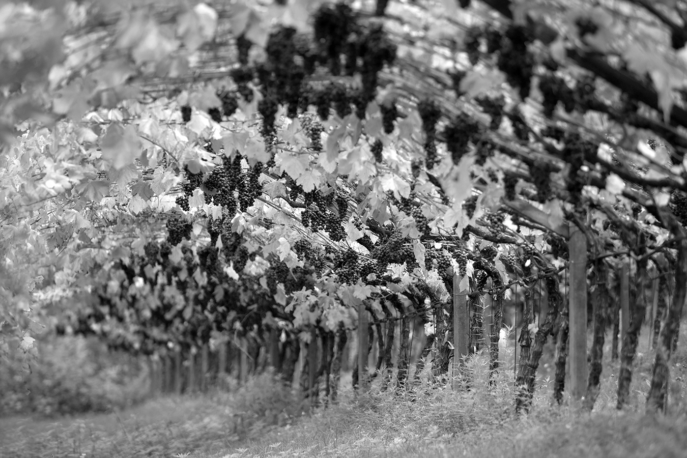 Sony Alpha DSLR-A850 + Minolta/Sony AF 70-200mm F2.8 G sample photo. Pergel (vineyard) photography