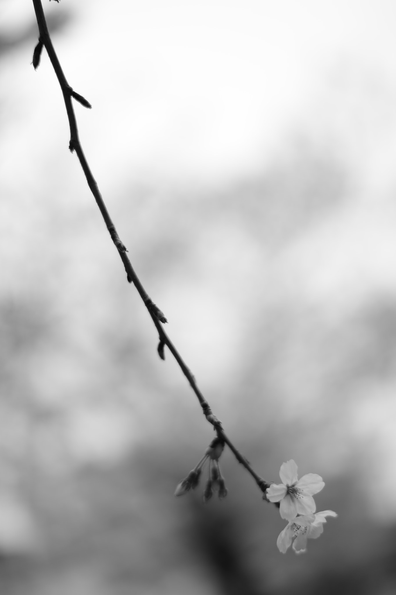 Nikon Df + Nikon AF-S Nikkor 58mm F1.4G sample photo. Alone cherry blossoms photography