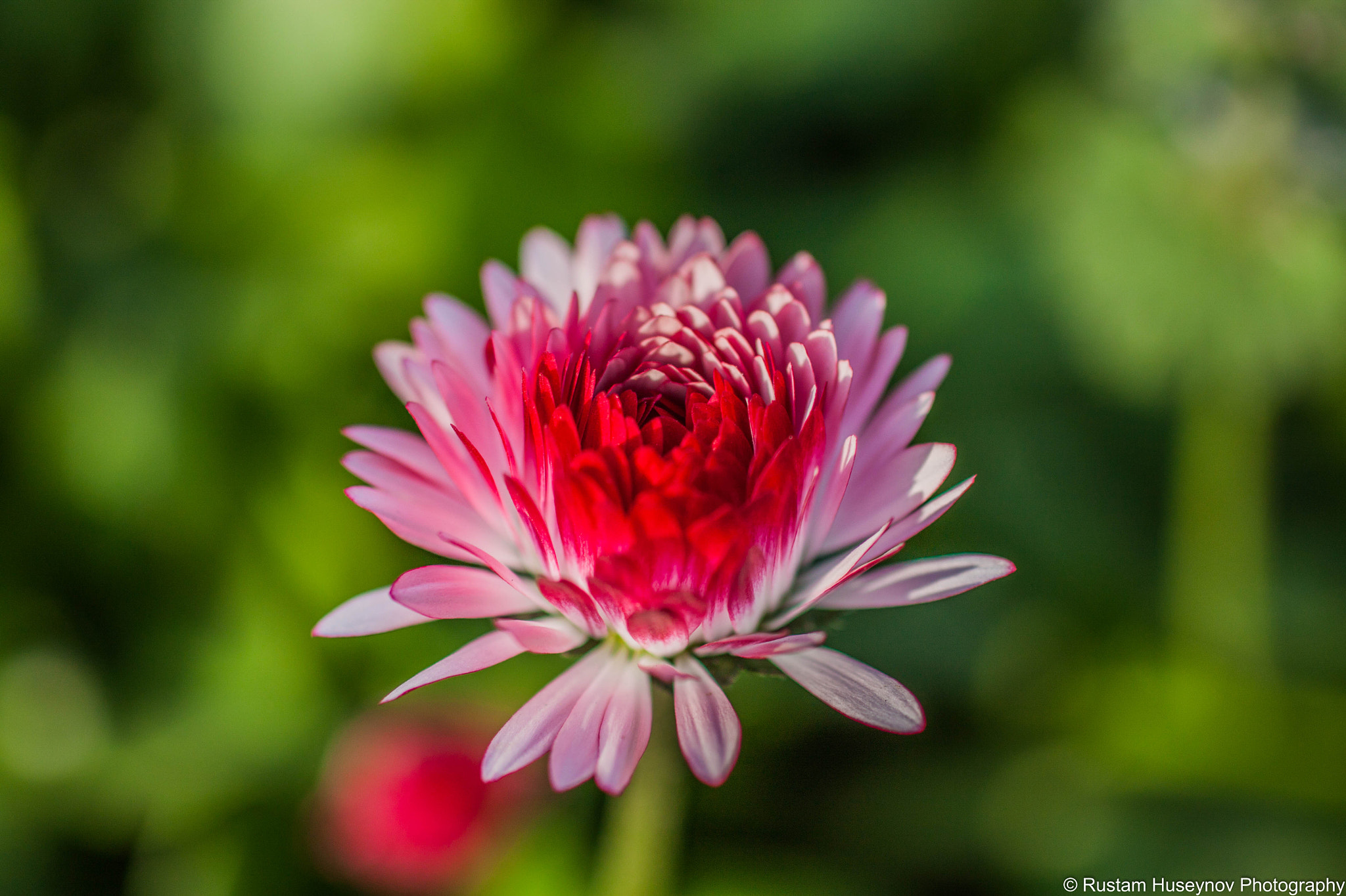 Sigma 50mm F1.4 EX DG HSM sample photo. Red blossom photography