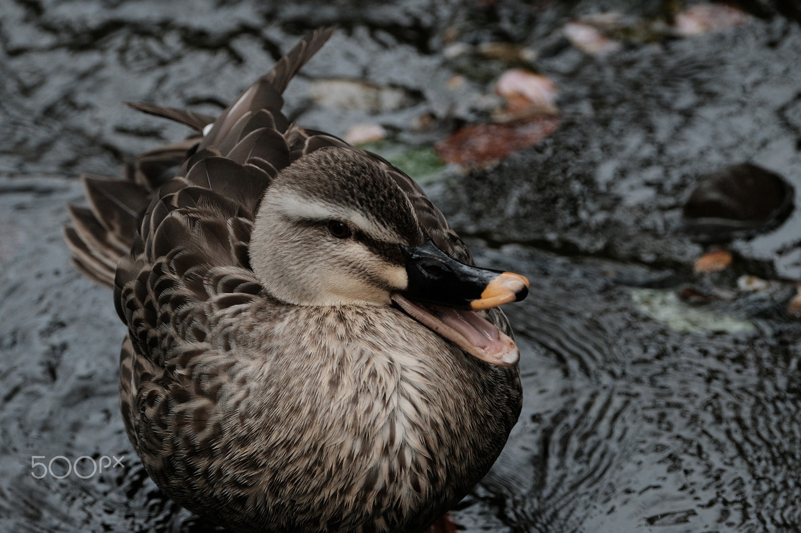 Fujifilm XF 100-400mm F4.5-5.6 R LM OIS WR sample photo. Happy duck photography