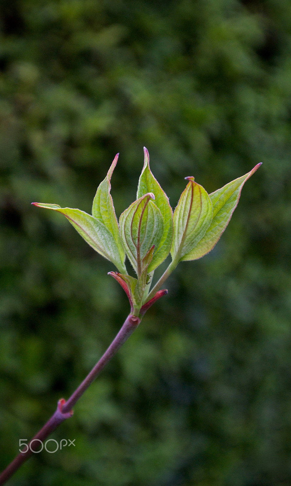 Nikon 1 J2 sample photo. Spring green photography