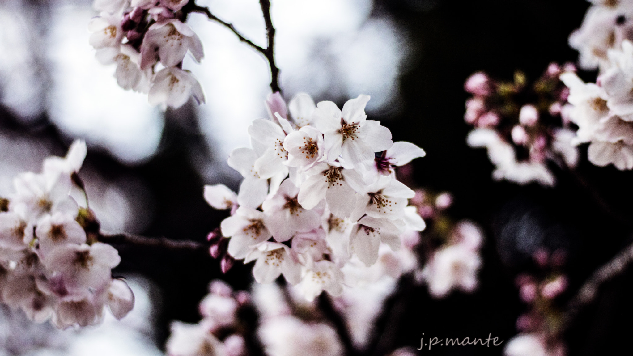 Canon EOS 760D (EOS Rebel T6s / EOS 8000D) + Canon EF 50mm F1.8 STM sample photo. Sakura photography