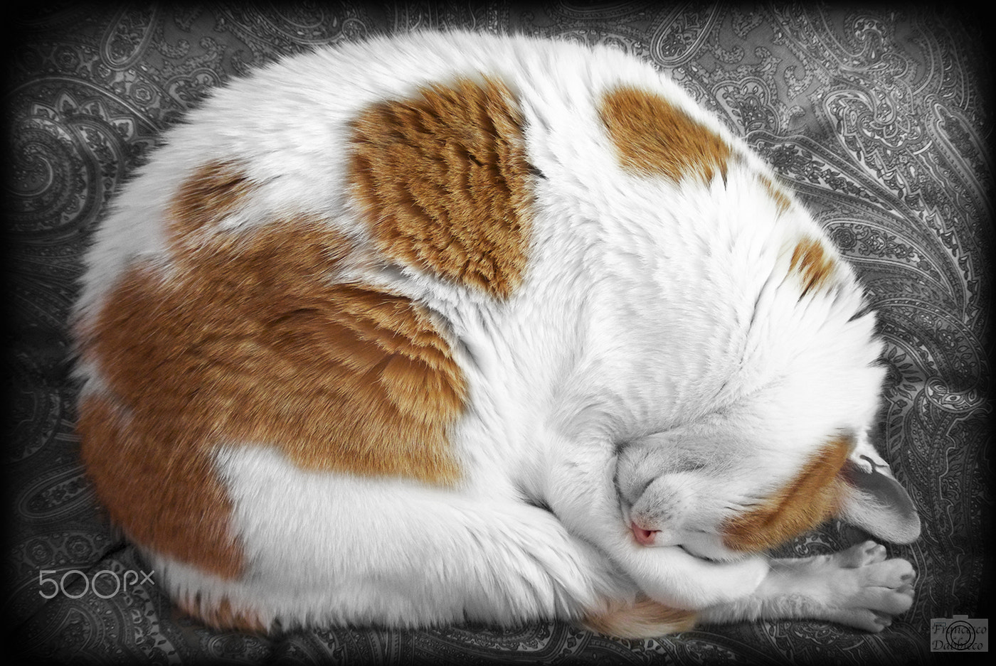 Nikon 1 Nikkor VR 30-110mm F3.8-5.6 sample photo. Red cat curled up on the bed photography