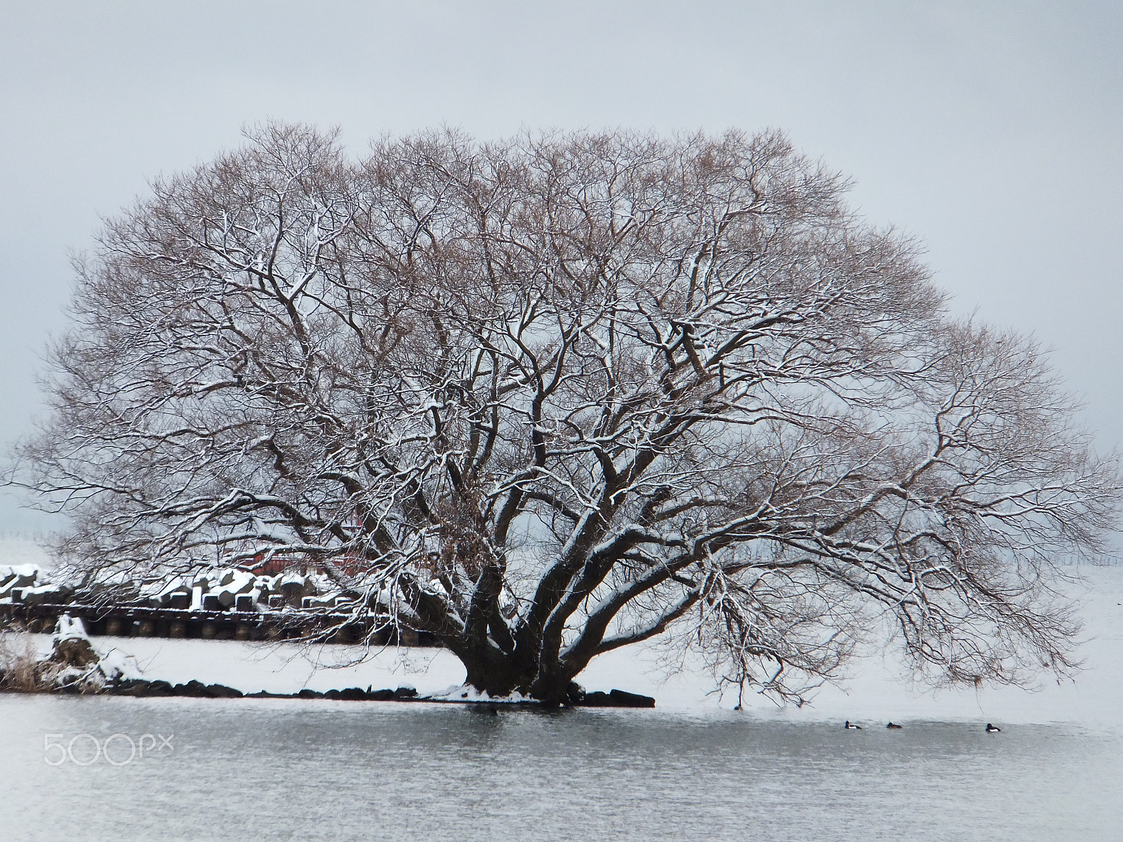Fujifilm FinePix F600 EXR sample photo. White tree photography