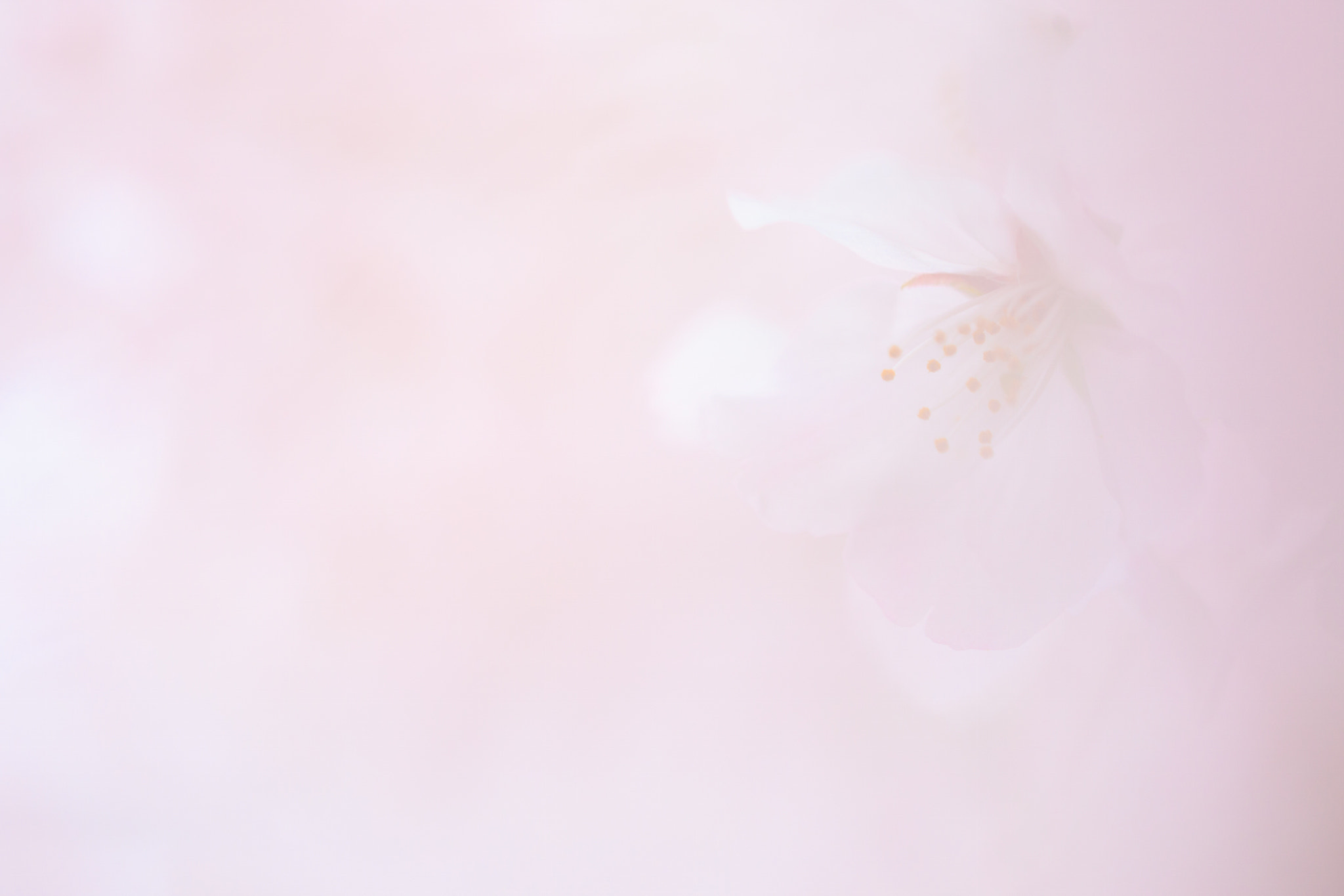 Tamron SP AF 180mm F3.5 Di LD (IF) Macro sample photo. Fuwari photography