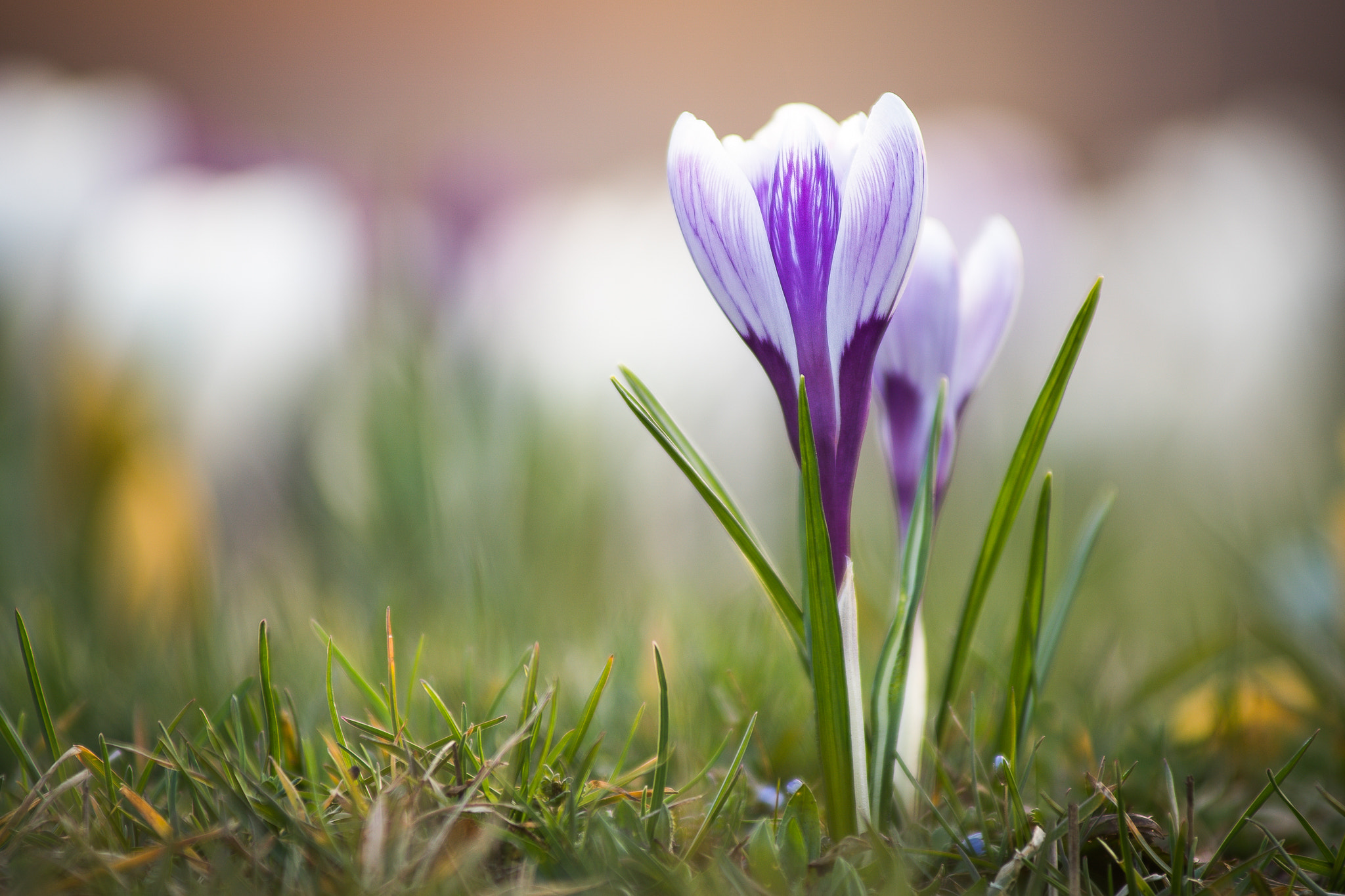 Minolta AF 80-200mm F2.8 HS-APO G sample photo. Last flowers photography