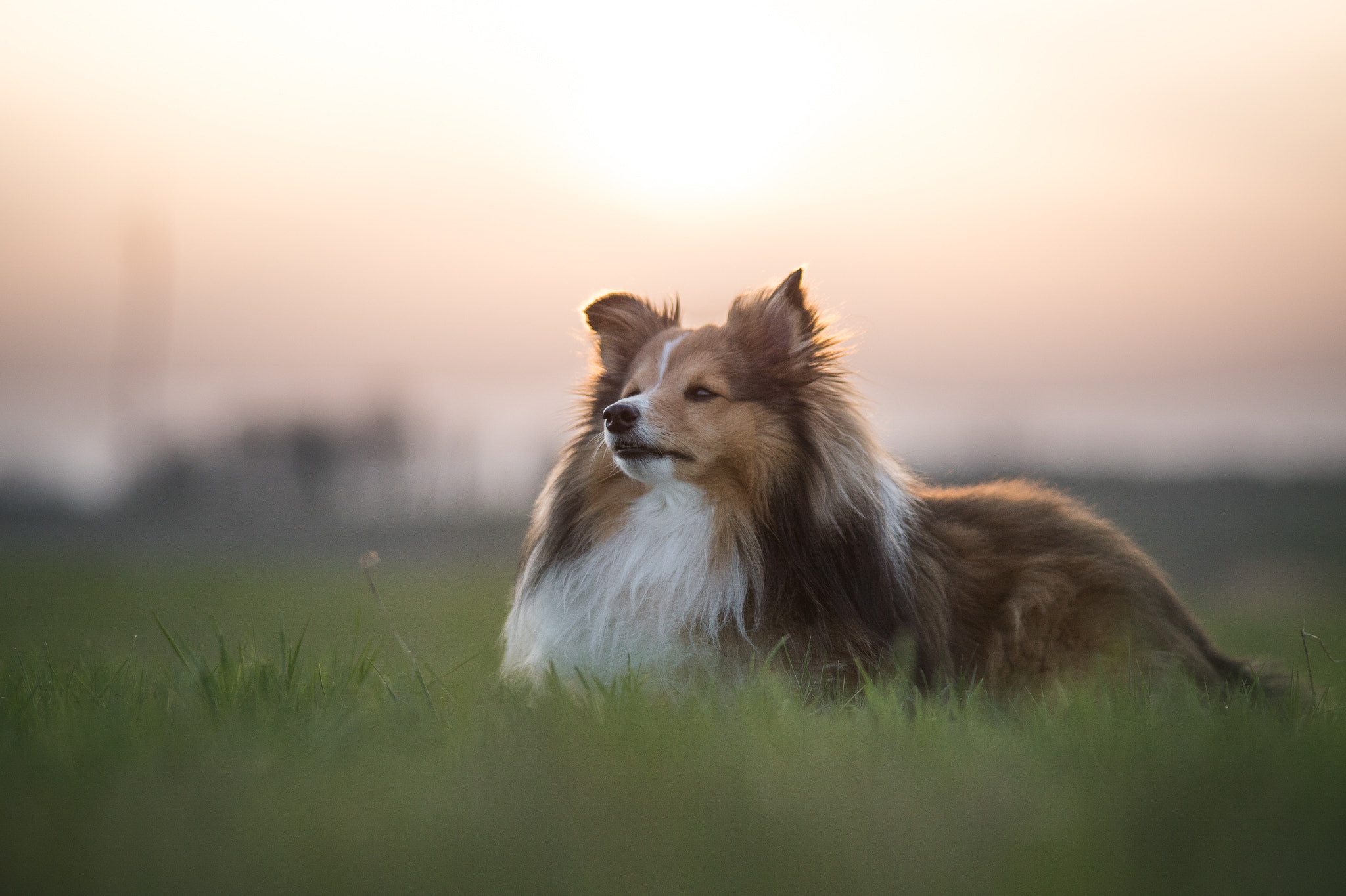 Minolta AF 80-200mm F2.8 HS-APO G sample photo. Evening photography