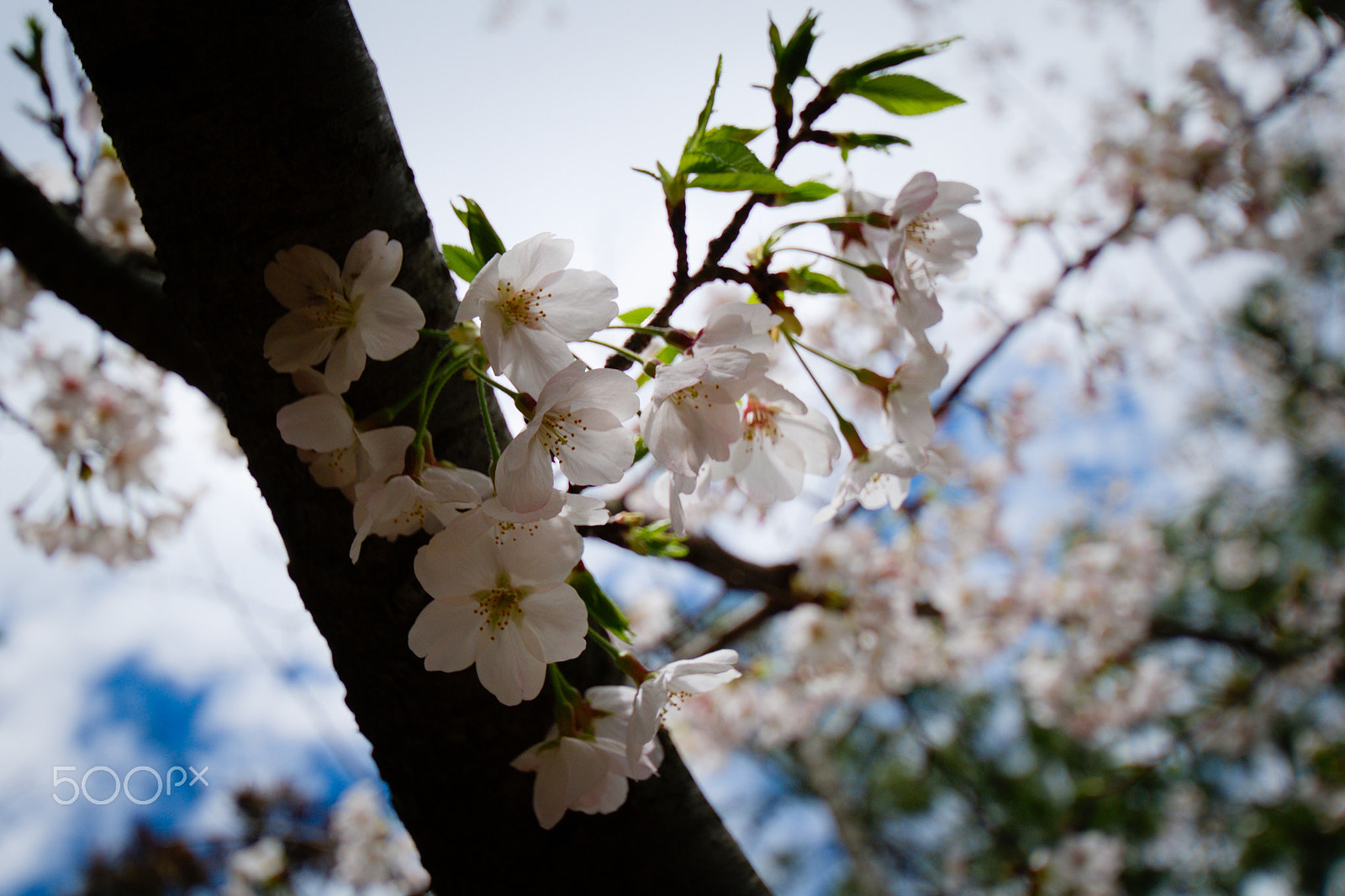 Nikon D40X sample photo. Flower #9 photography