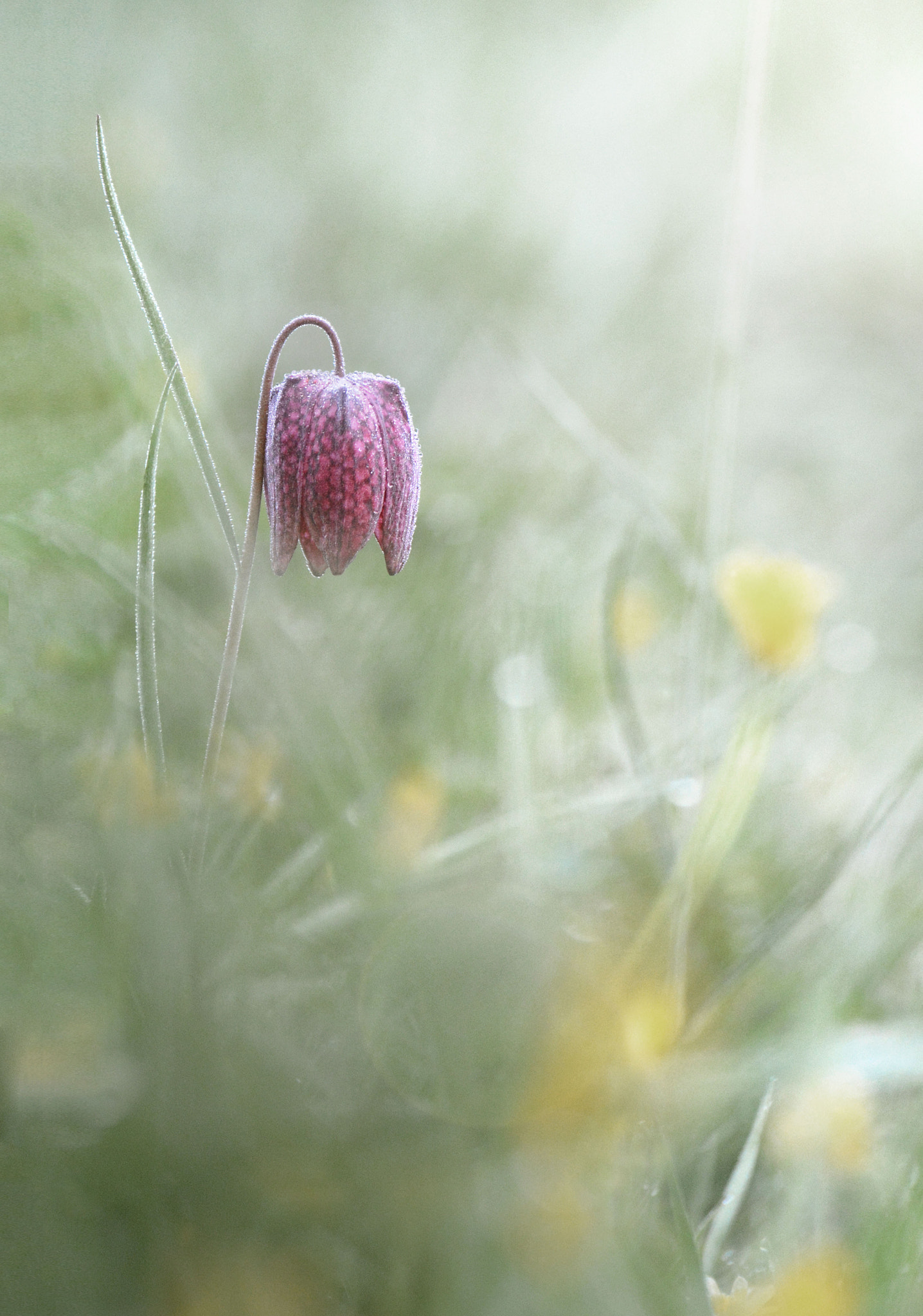 AF Zoom-Nikkor 28-100mm f/3.5-5.6G sample photo. La fritillaire photography