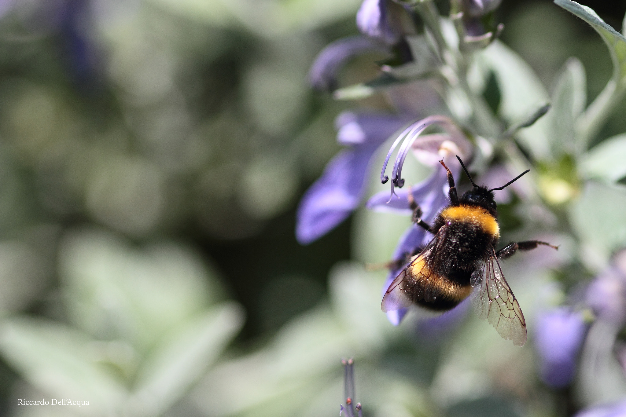 Canon EOS 7D + Sigma 105mm F2.8 EX DG Macro sample photo. Spring is coming photography